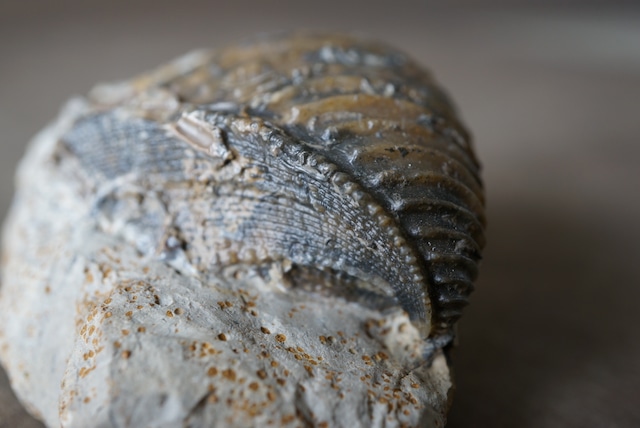 ドイツ産トリゴニア化石 Trigonia interlaevigata 1953