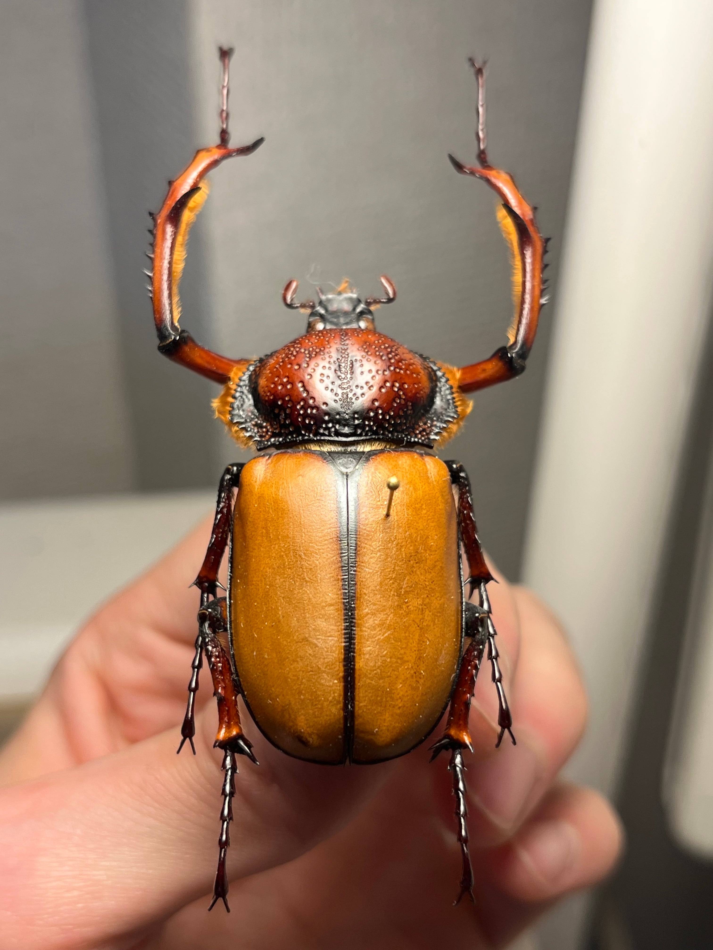 49mm♂】ダビディヒメテナガコガネ 標本テナガカミキリ昆虫標本 甲虫