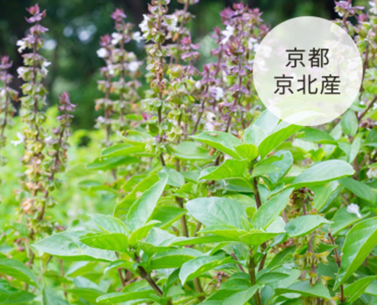 FACE & BODY REFRESH MIST （全身用ふき取りシャンプー）