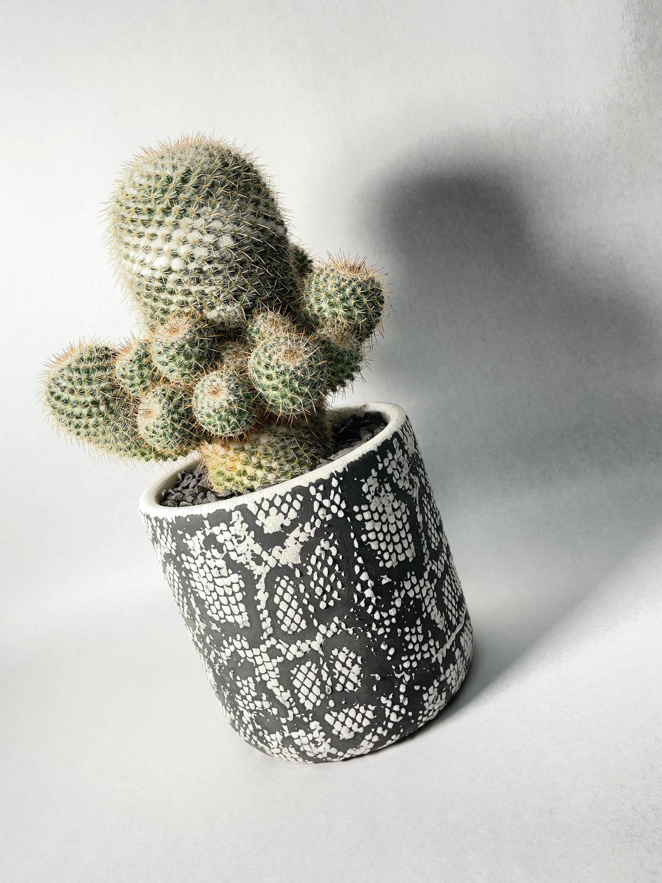 マミラリア・敷島 | trigger