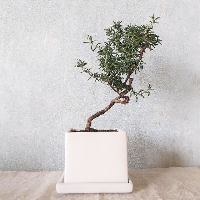 ローズマリー盆栽 サンタバーバラ Ps102 南アルプスのオリーブ畑 ながら ローズマリー盆栽 サンタバーバラ Ps102 南アルプスのオリーブ畑 ながら