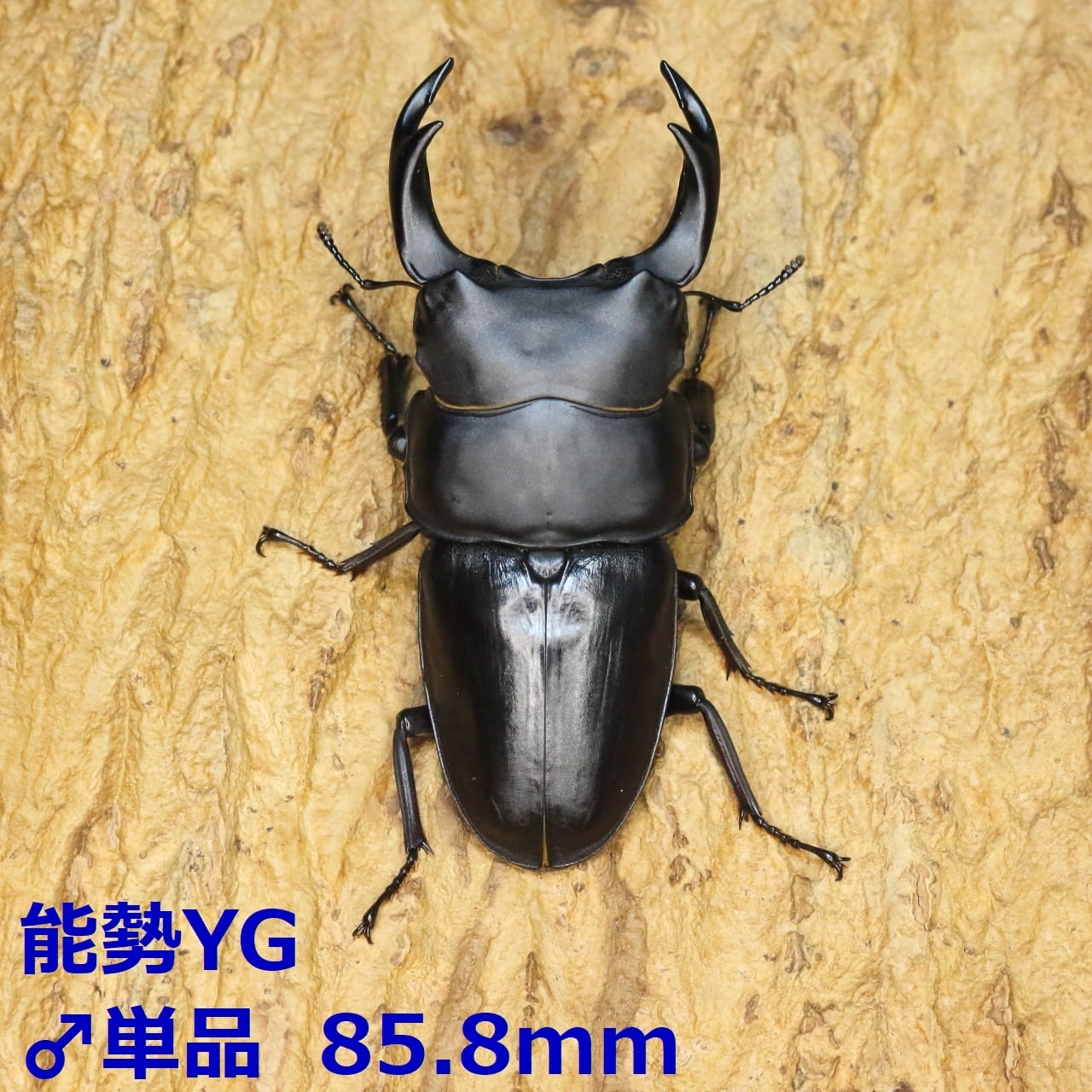 【残り1頭❗】YG847系統❗オオクワガタ♂️単品 76a1ed994ec7da8c7f6d395952b37b