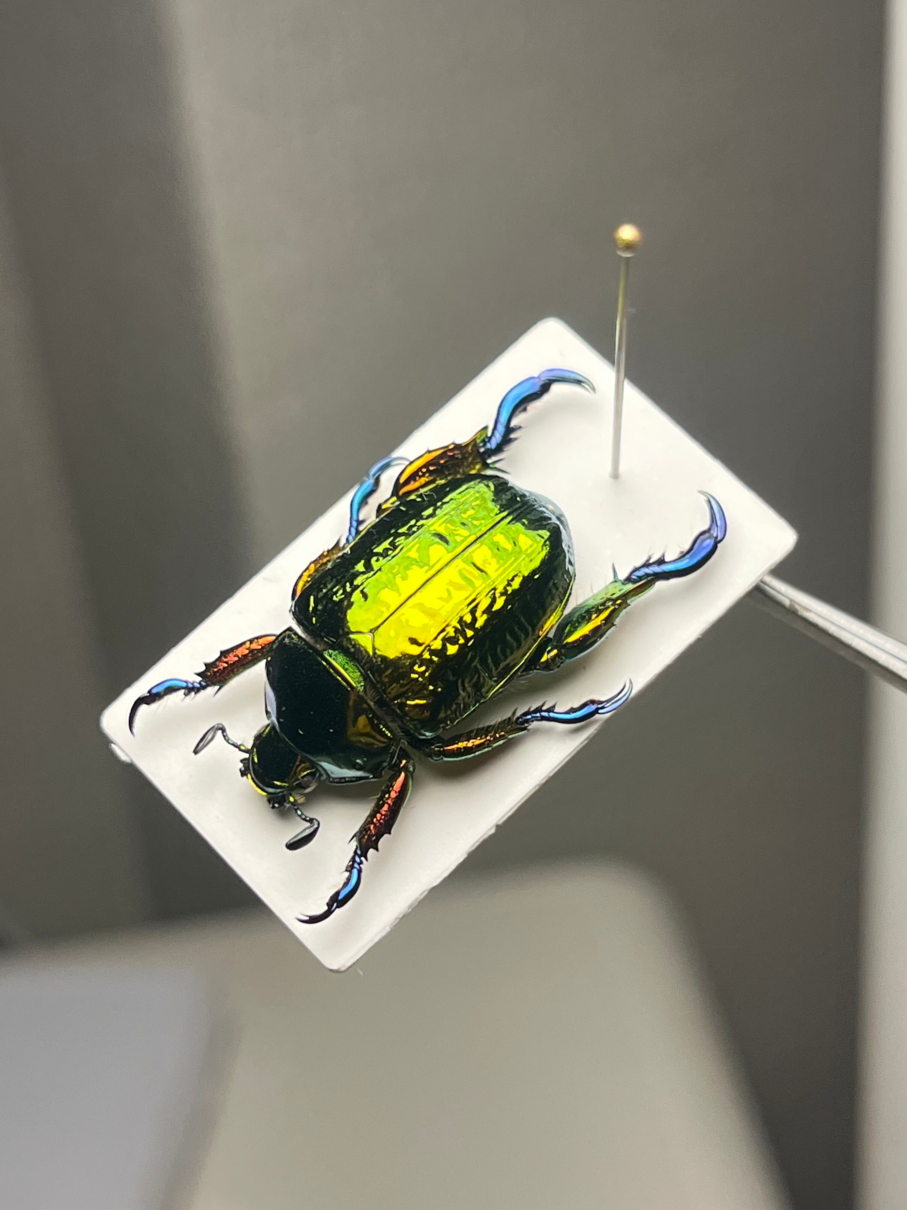 属内最高峰】Pelidnota cyanitarsis 標本 コガネムシ プラチナコガネ