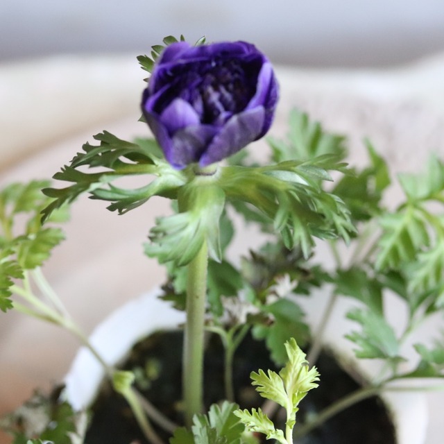 アネモネオーロラ　ムラサキ　春のお花　球根　可愛い　女性人気