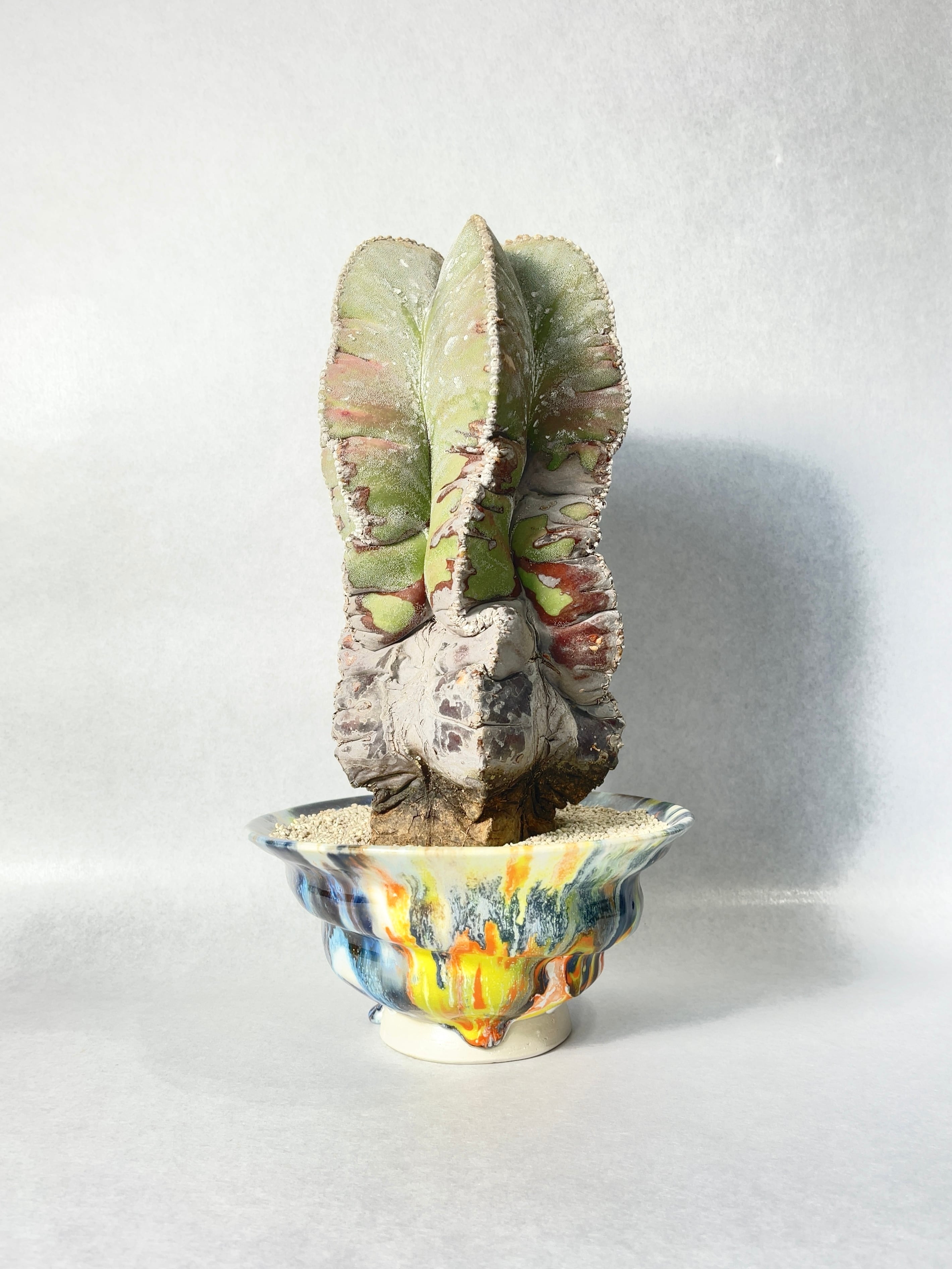 アストロフィツム・鸞鳳玉錦 | Pay ID