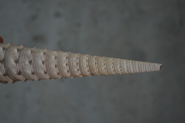 フランス産大型巻貝化石 Campanile auvertianum 2379