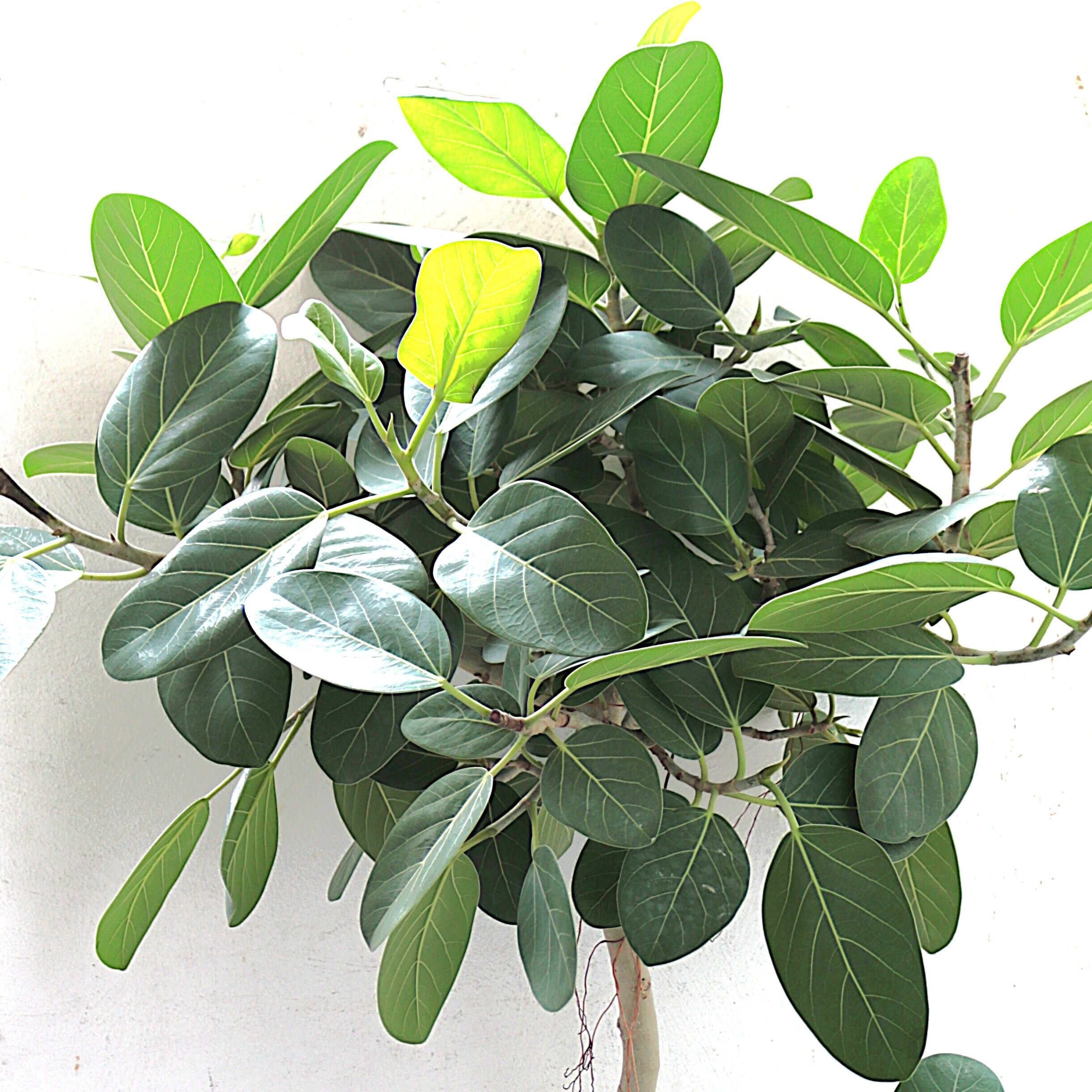 観葉植物 陶器鉢入り「フィカス・ベンガレンシス」ベンガル菩提樹