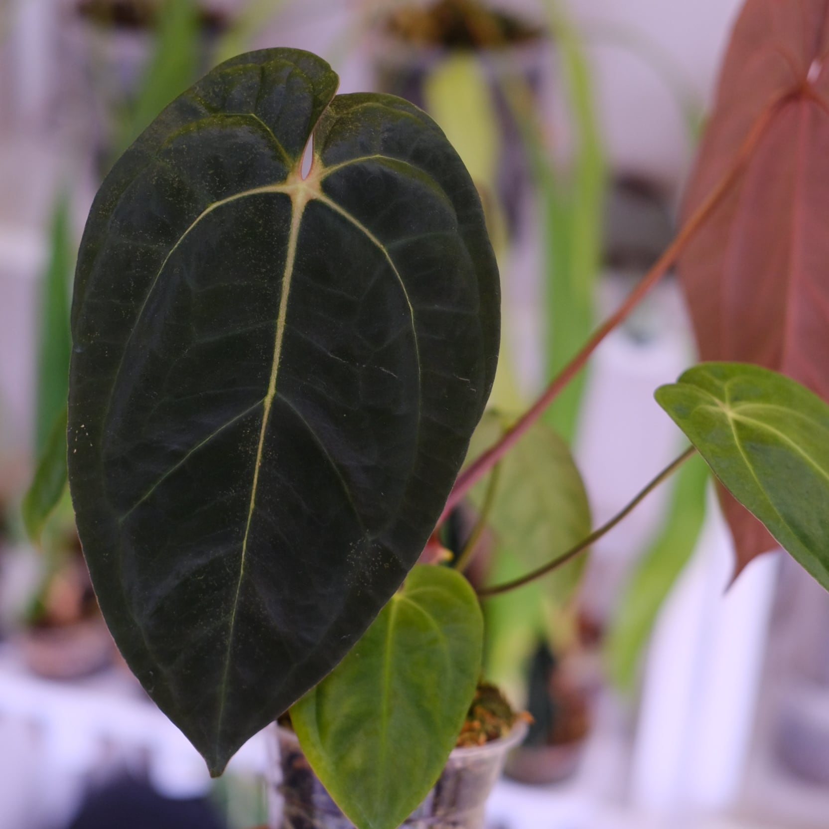 Anthurium Papillilaminum Guna Yala x Forgetii Dark⑥│観葉植物