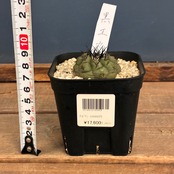 【クリアランス】【Copiapoa】サボテン　コピアポア　黒王丸実生【243】【再撮影】