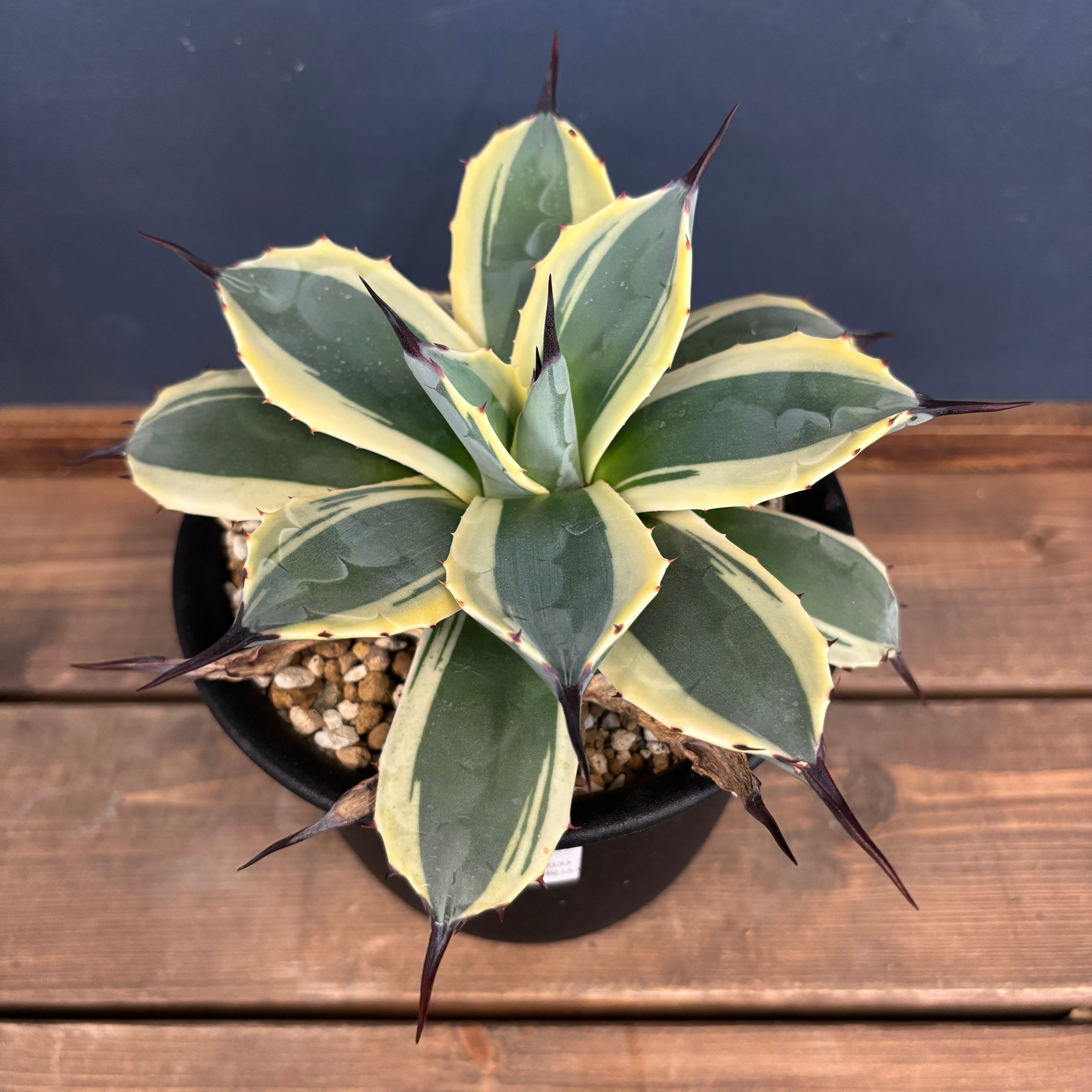 アガベ　クリームスパイク　アプラナータ アガベ アプラナータ クリームスパイク【732】 | PROTOLEAF