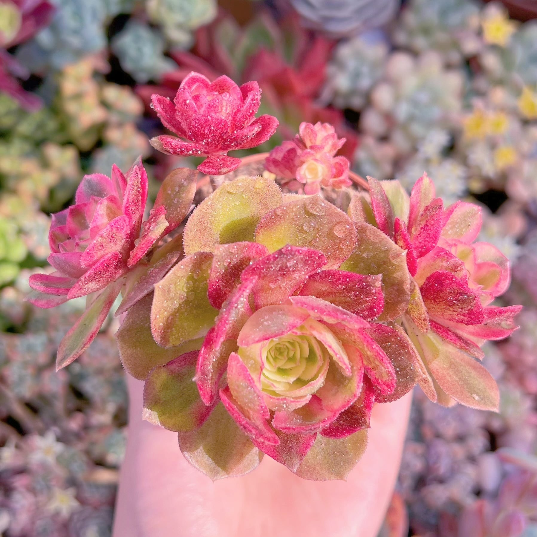 現品　ハロウィン白錦#B50　群生　新入荷　るる農園