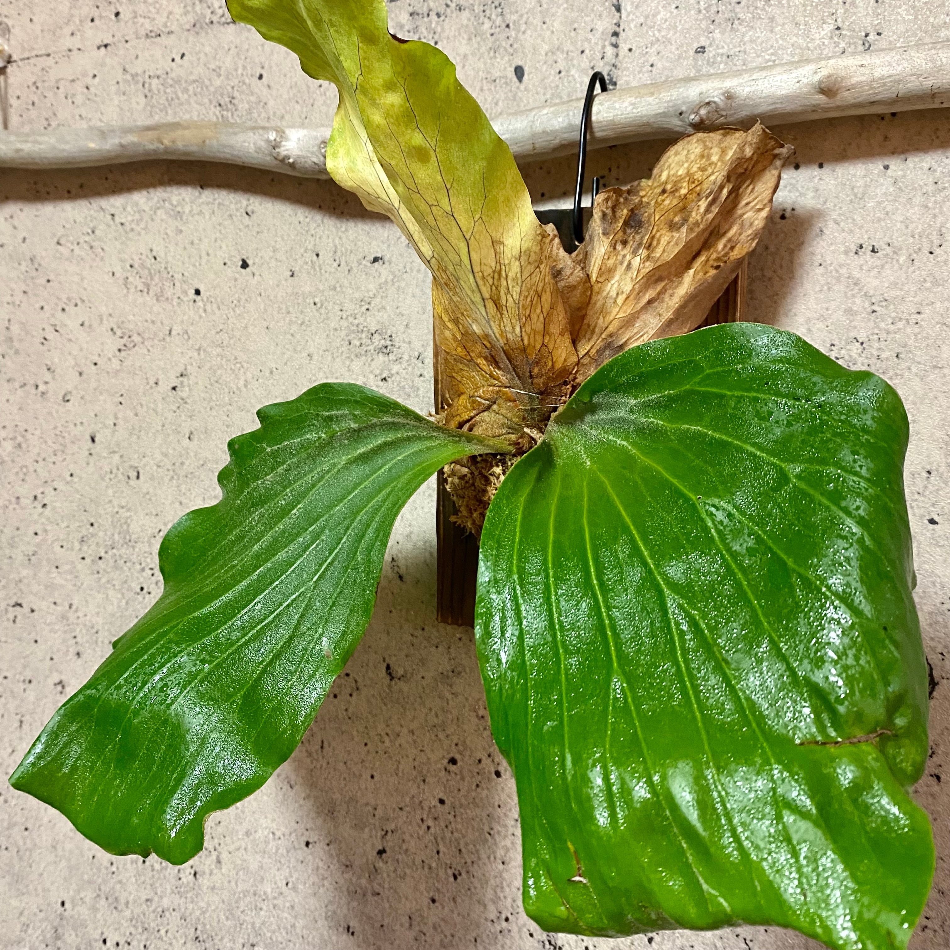 ビカクシダ『エレファントティス』板付け 1番 | Planet Plants ビカクシダ『エレファントティス』板付け 1番 | Planet Plants