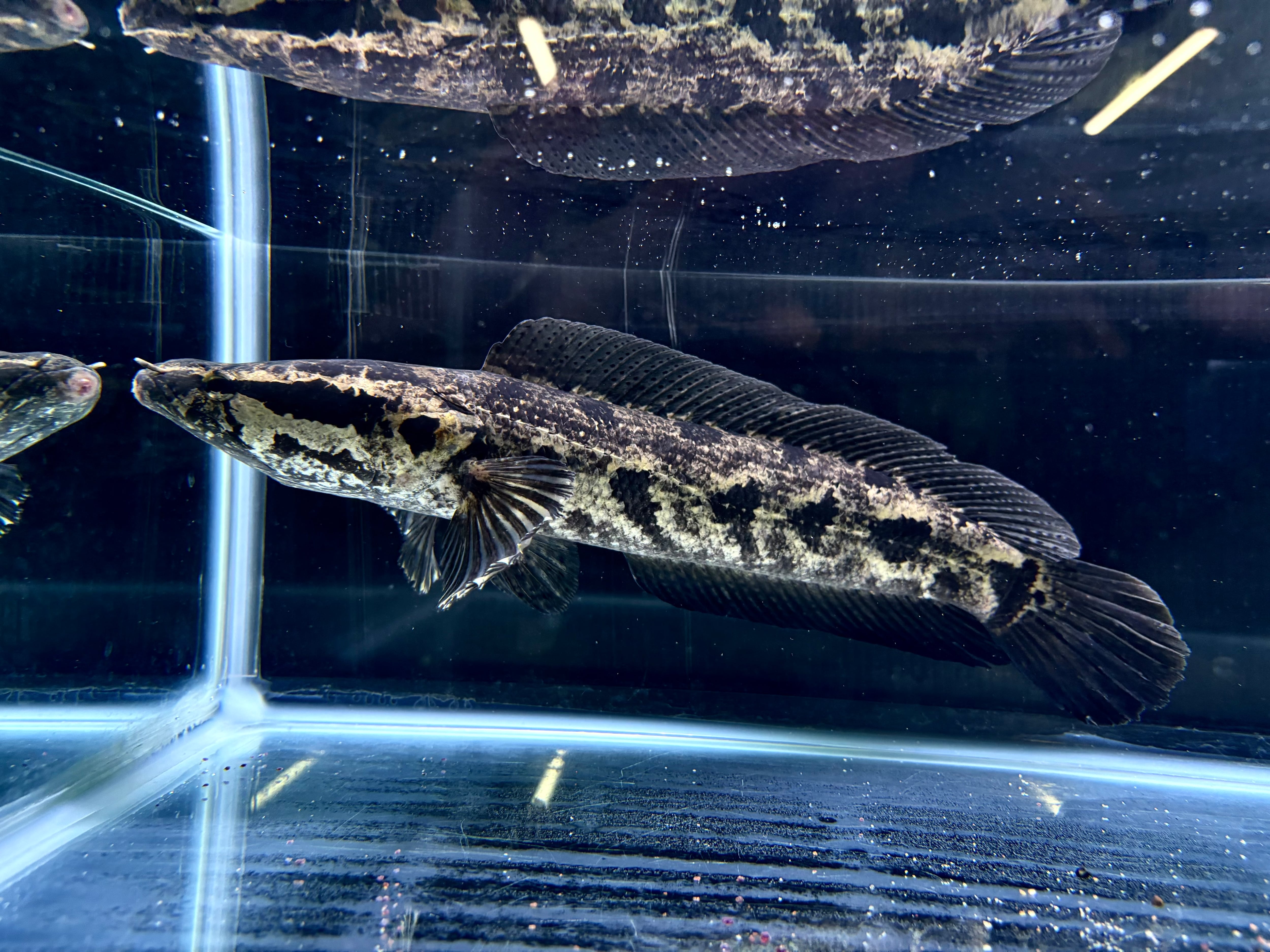 直輸入】アフリカンスネークヘッド40up②40cm± | AQUASTYLEG