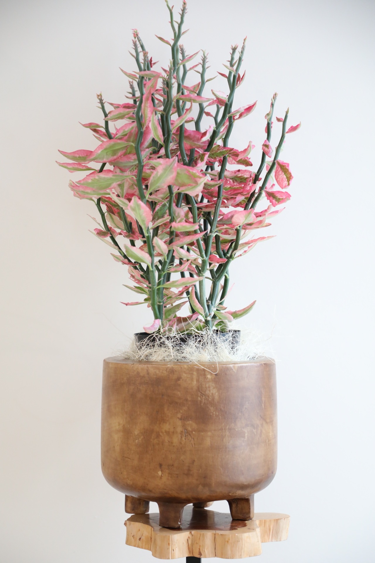 ダイギンリュウ/大銀龍/Euphorbia tithymaloides ※ウッドポット付き