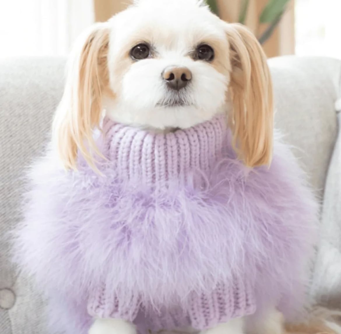 Christian Cowan x maxbone Jumper S MAXBONE | Christian Cowan