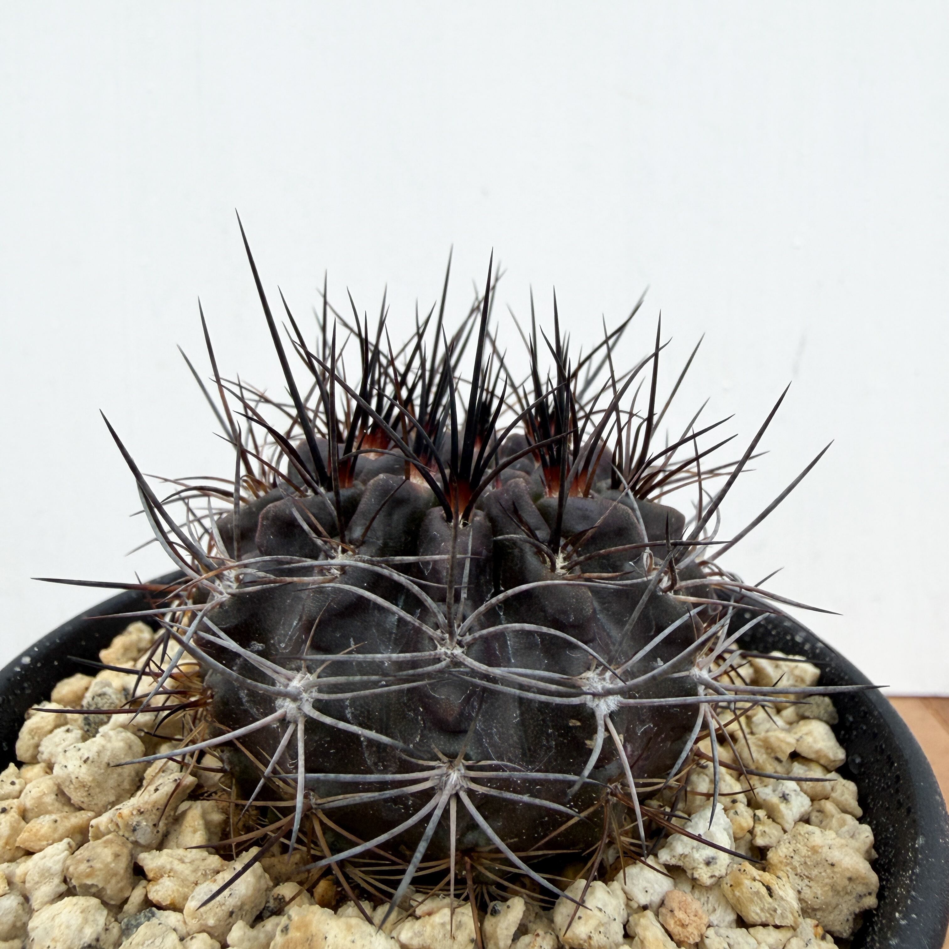 Neochilenia pulchella v.esmeraldana【ネオチレニア・プルケラ・実生