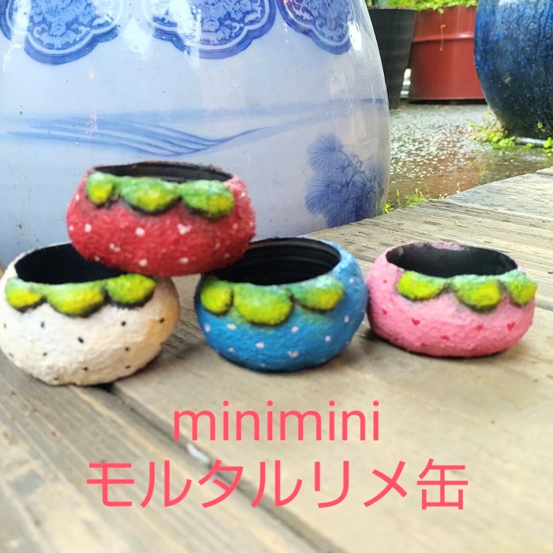 星影 綴化 韓国苗 | RuPo 多肉植物専門店