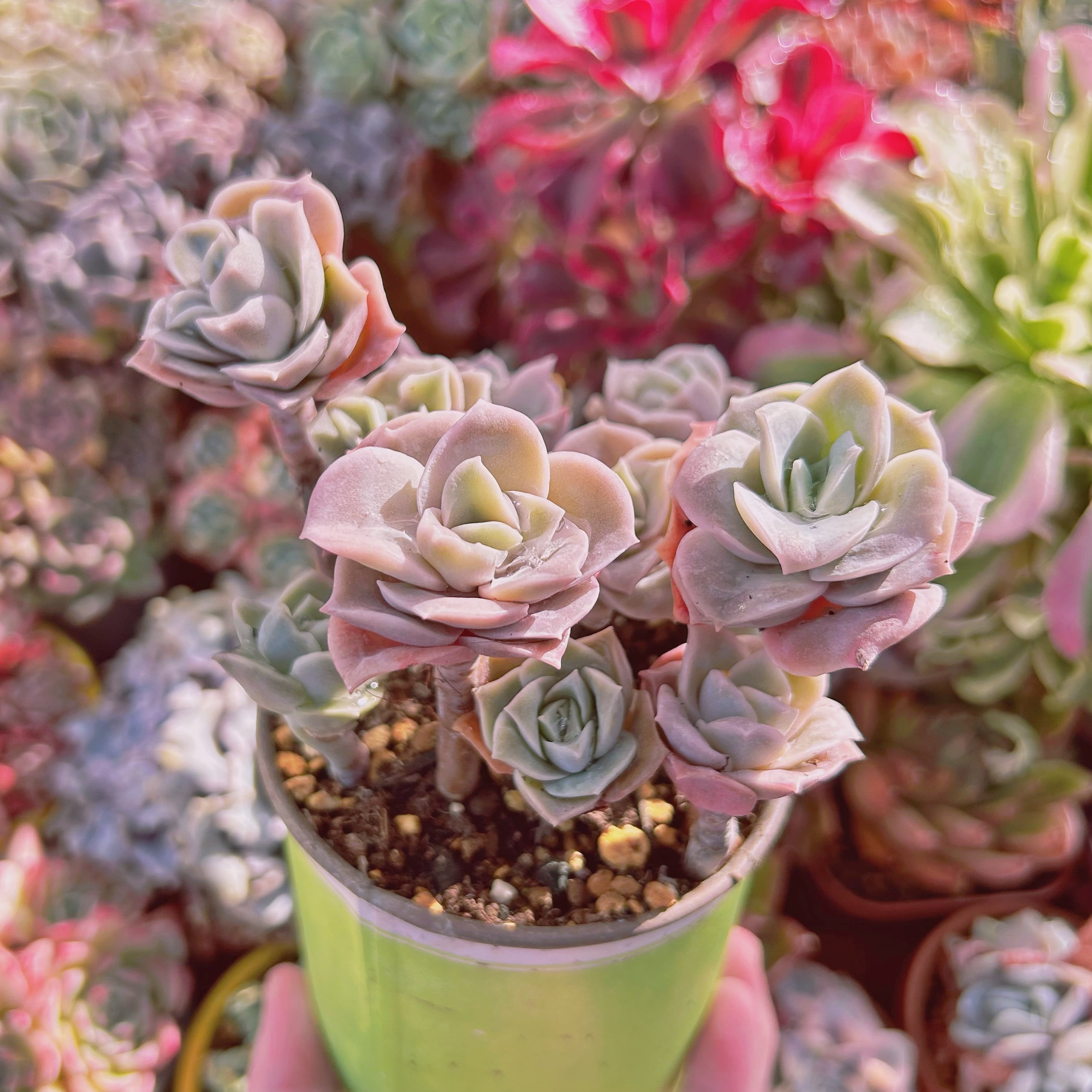 216現物 多肉植物 Echeveria ラブリーローズ 抜き苗 | るる農園~多肉