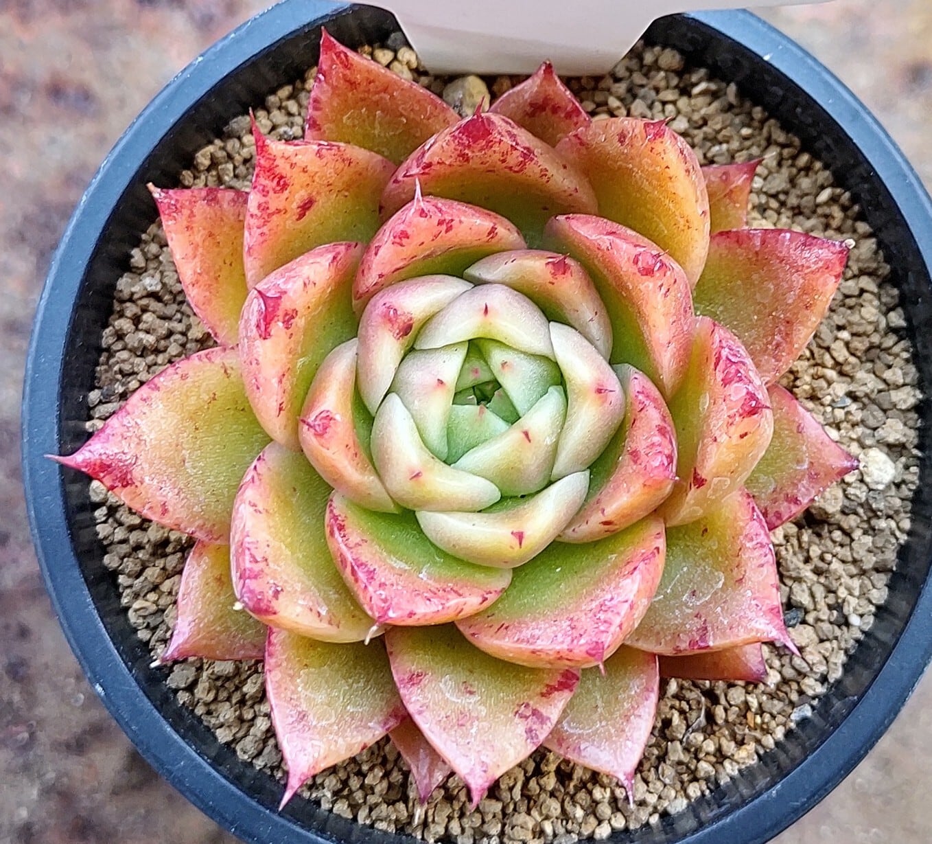 スパイ | RuPo 多肉植物専門店