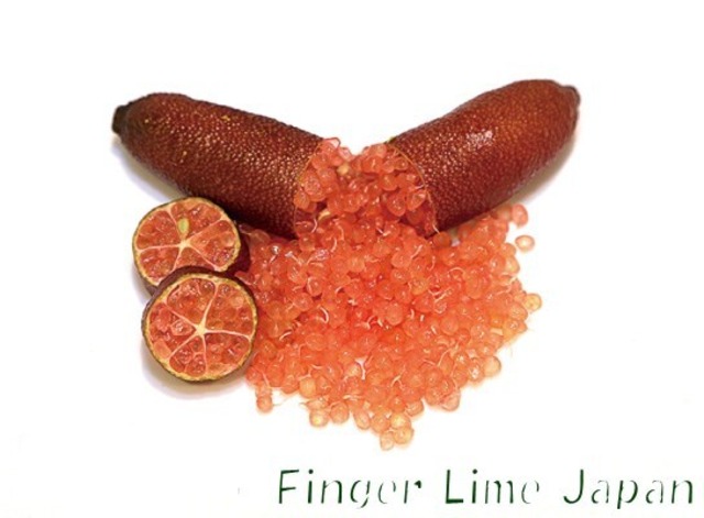 【大苗】フィンガーライム　MIA ROSE　ミアローズ　2年生21㎝ポット【品種確定済み】【結実確認】【希少で貴重】