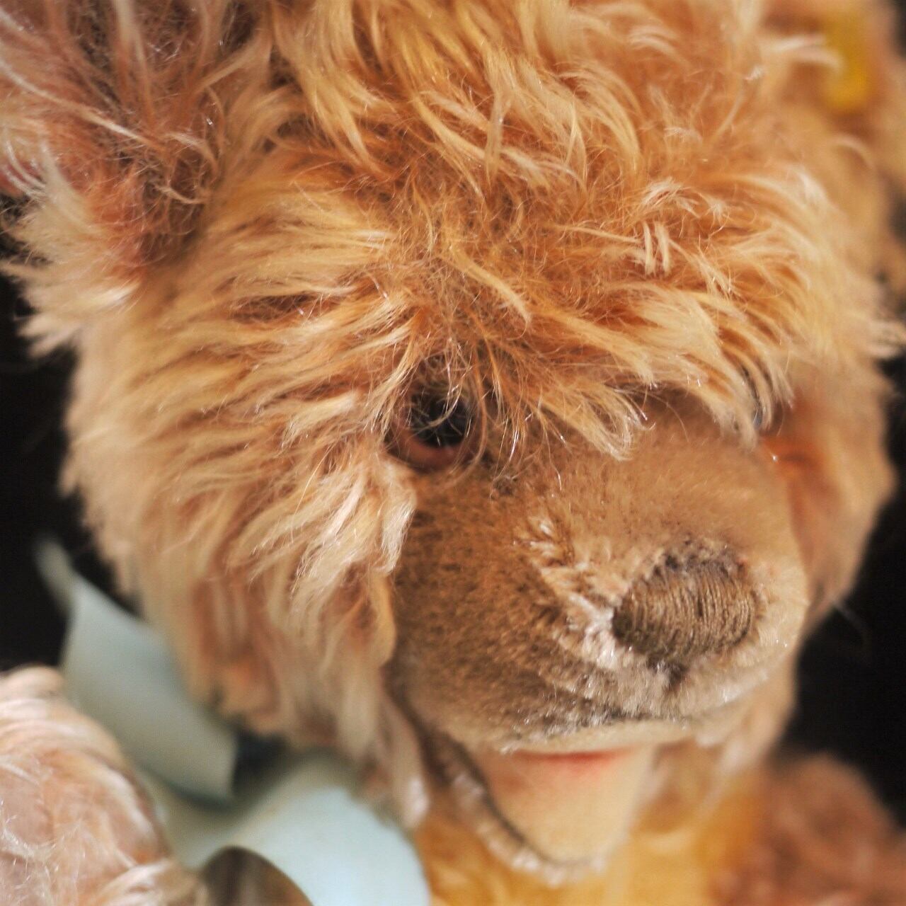 シュタイフ ZOTTY Bär 32cm ドイツ | こりすのパン屋Base店 （世界の