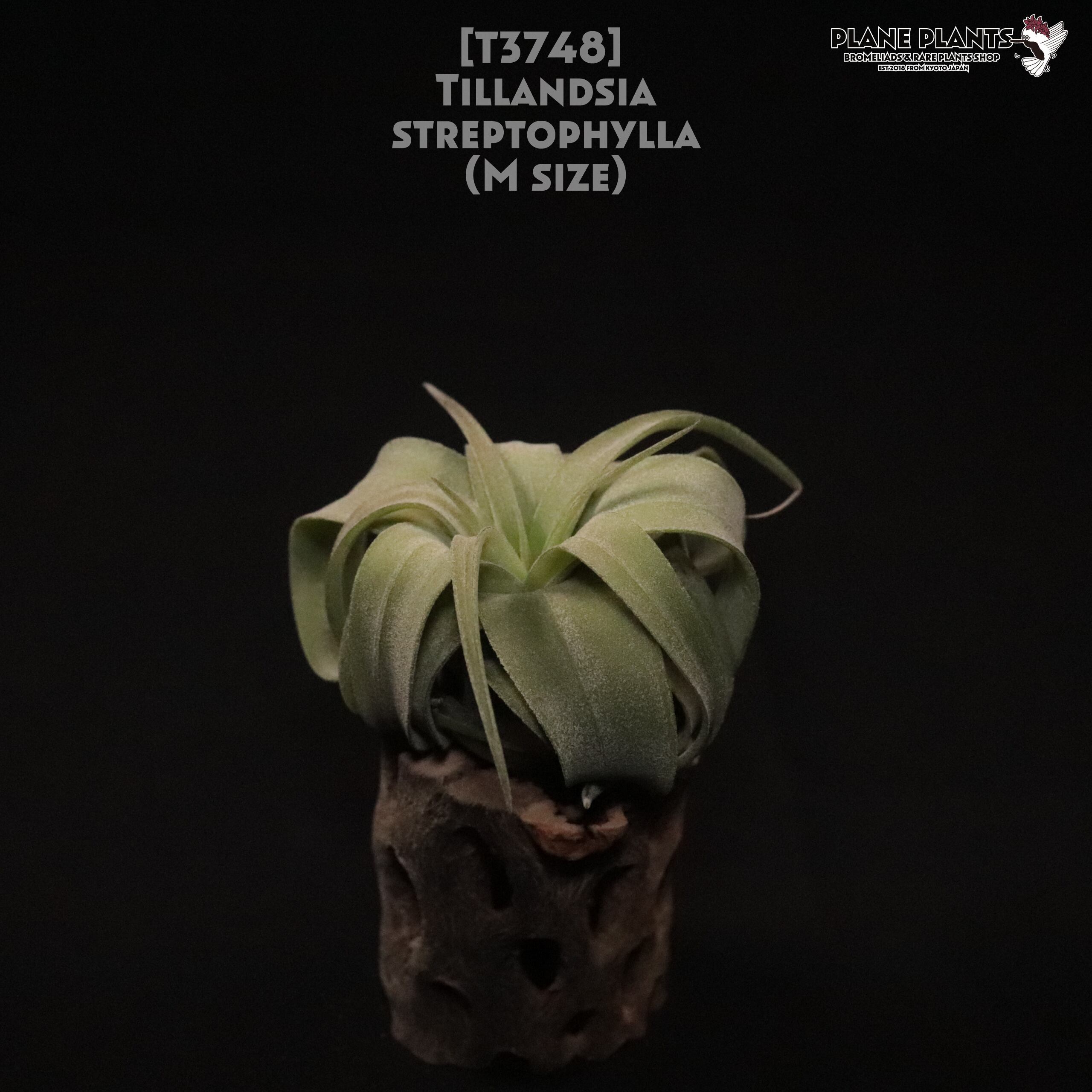 【送料無料】streptophylla M〔エアプランツ〕現品発送T3748