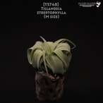 【送料無料】streptophylla M〔エアプランツ〕現品発送T3748