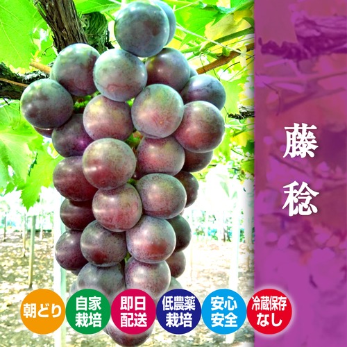 『朝どり発送・冷蔵保存なし』勝沼産藤稔(ふじみのり)3kg種無し