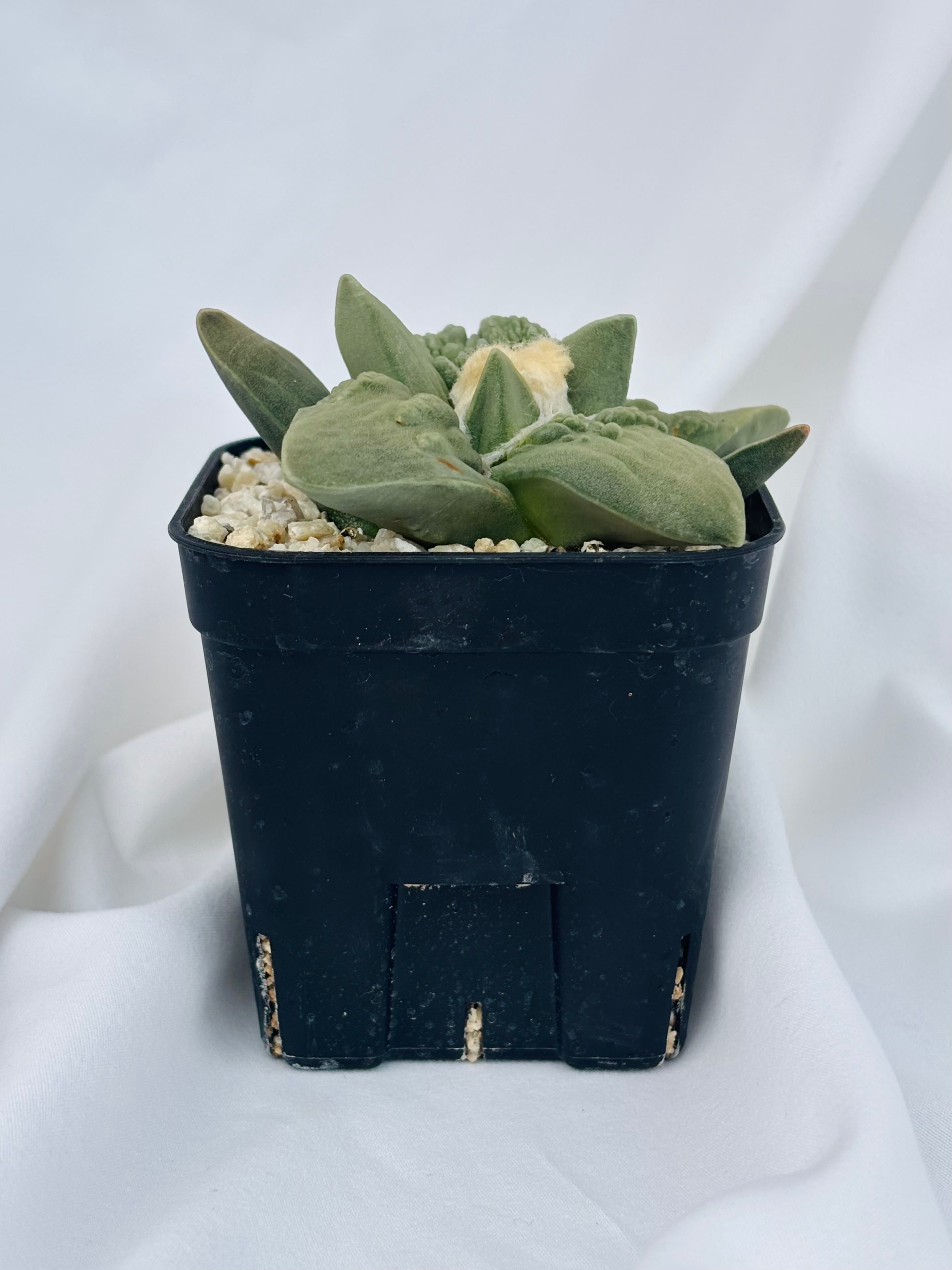 Ariocarpus Cauliflowermonst. アリオカルプス カリフラワー 花牡丹