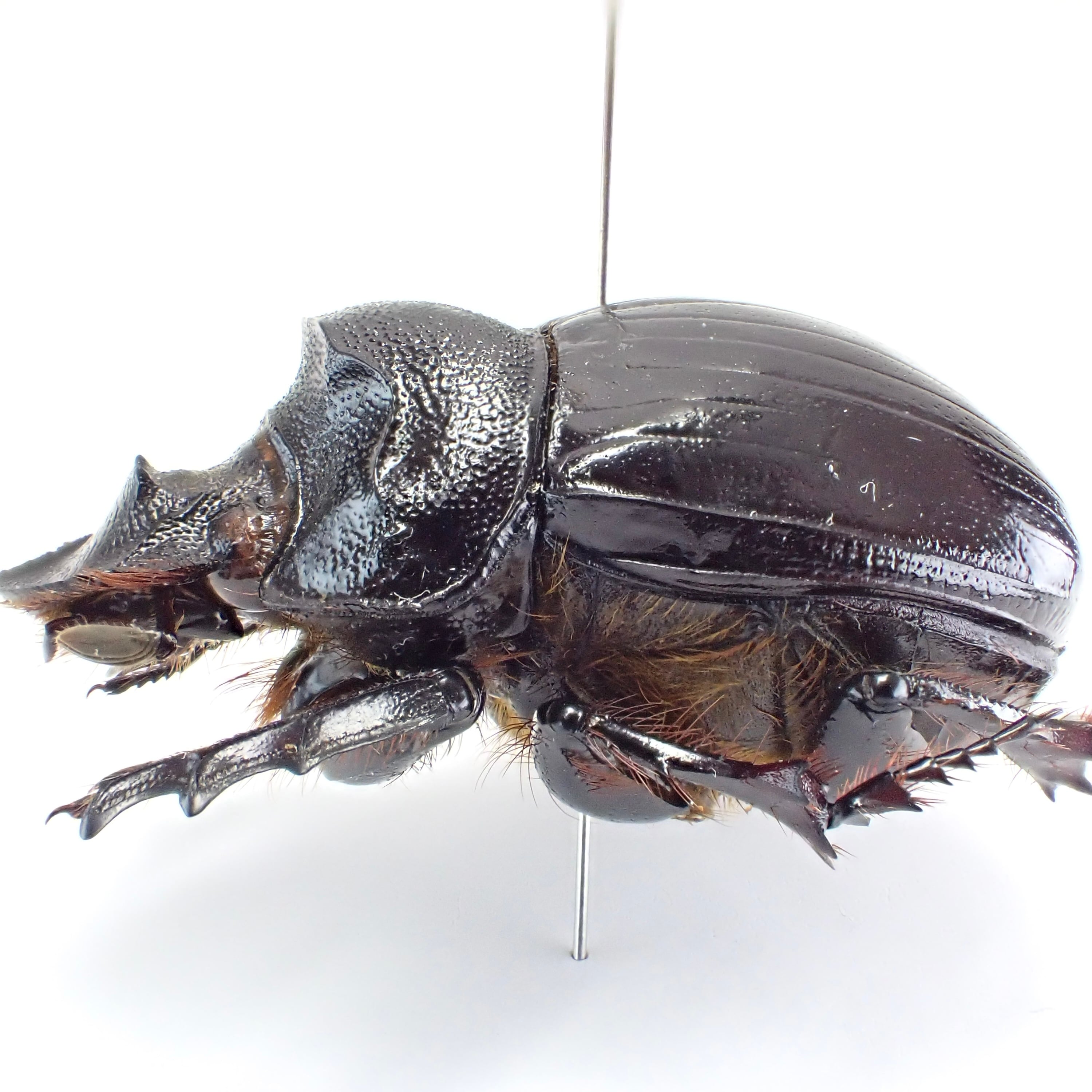 標本 Etiopia Helicopris densissa 35mm エチオピア産 Heliocopris hermes ♂ 35mm XL | 昆虫標本