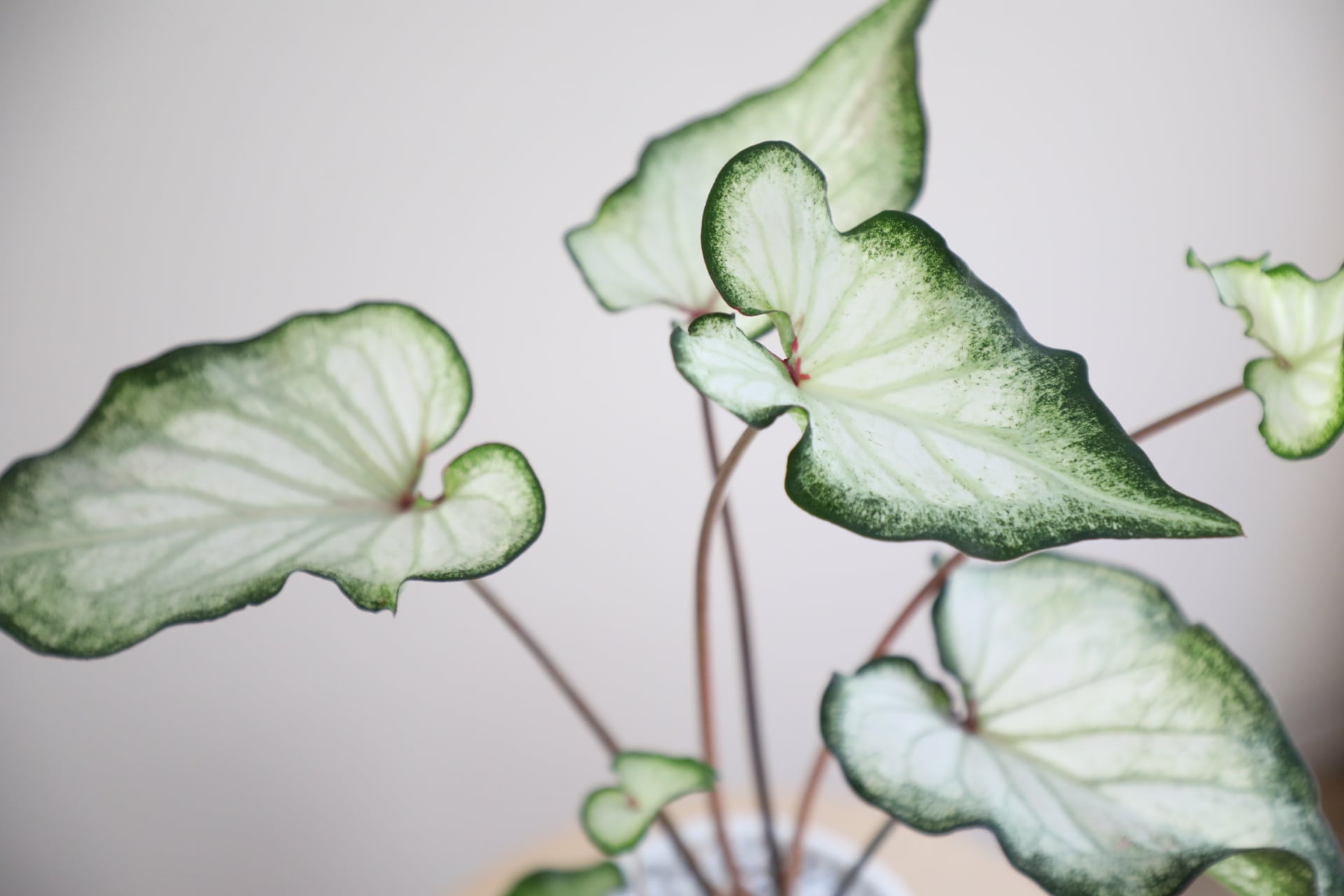 S】カラジウム ホワイトワンダー/Caladium | 【厳選植物・器】MIDORI