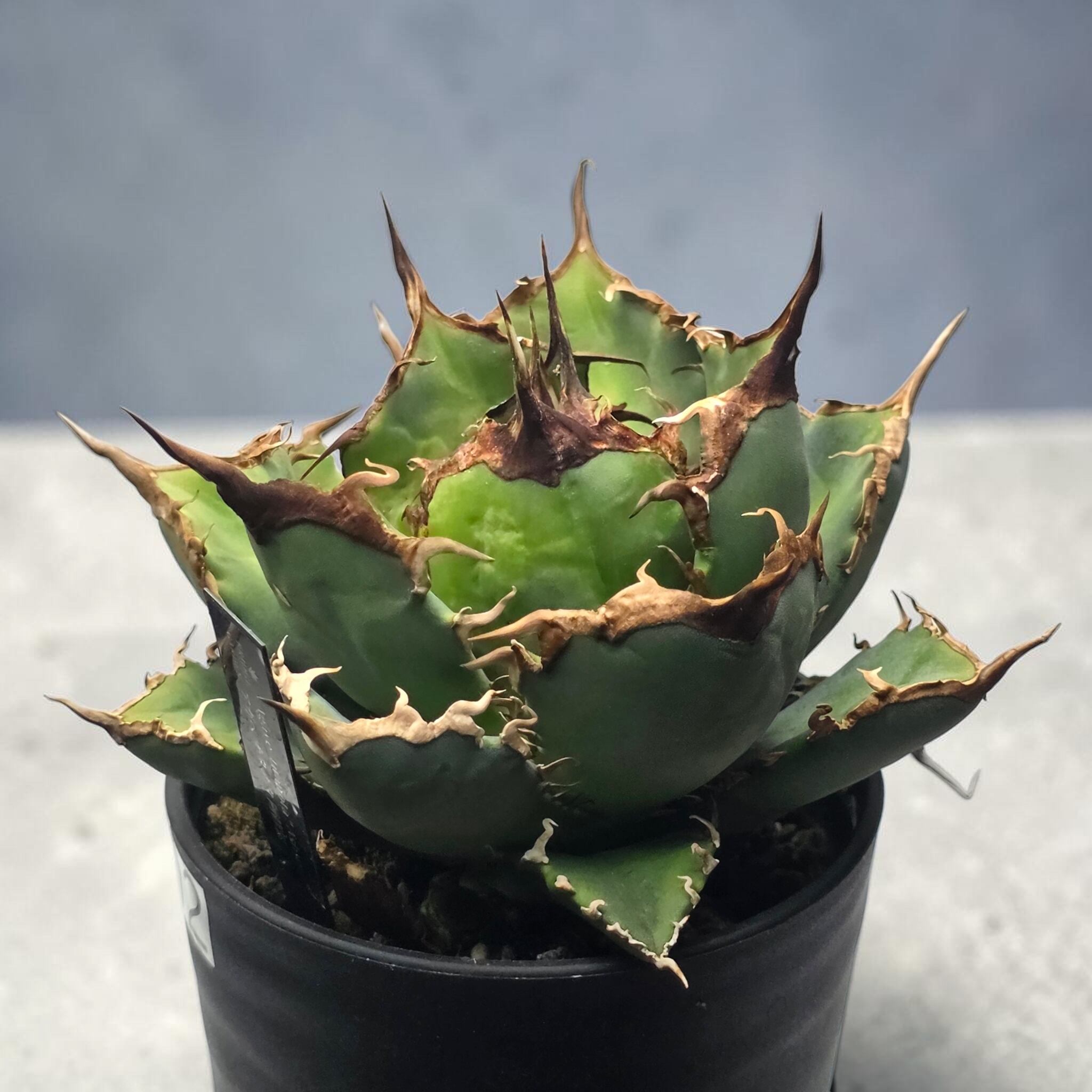 アガベ チタノタ 阿修羅 (Agave titanota 'Asura') | BRIDGE GARDEN