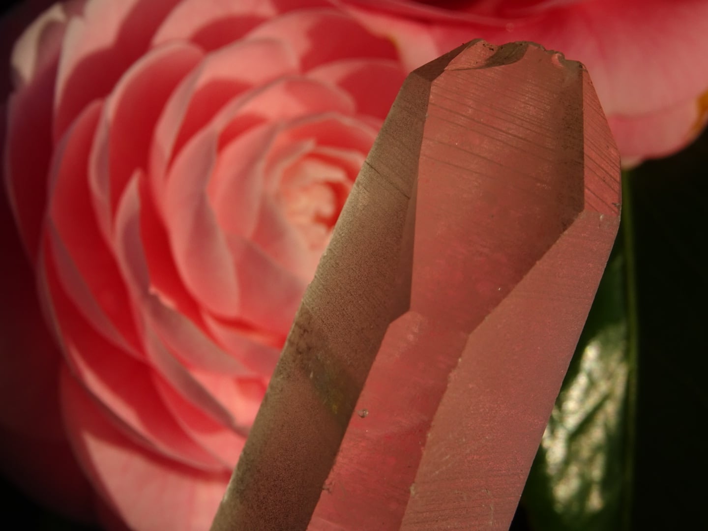 オールド・レムリアンシード(Original) ~The Lemuria~