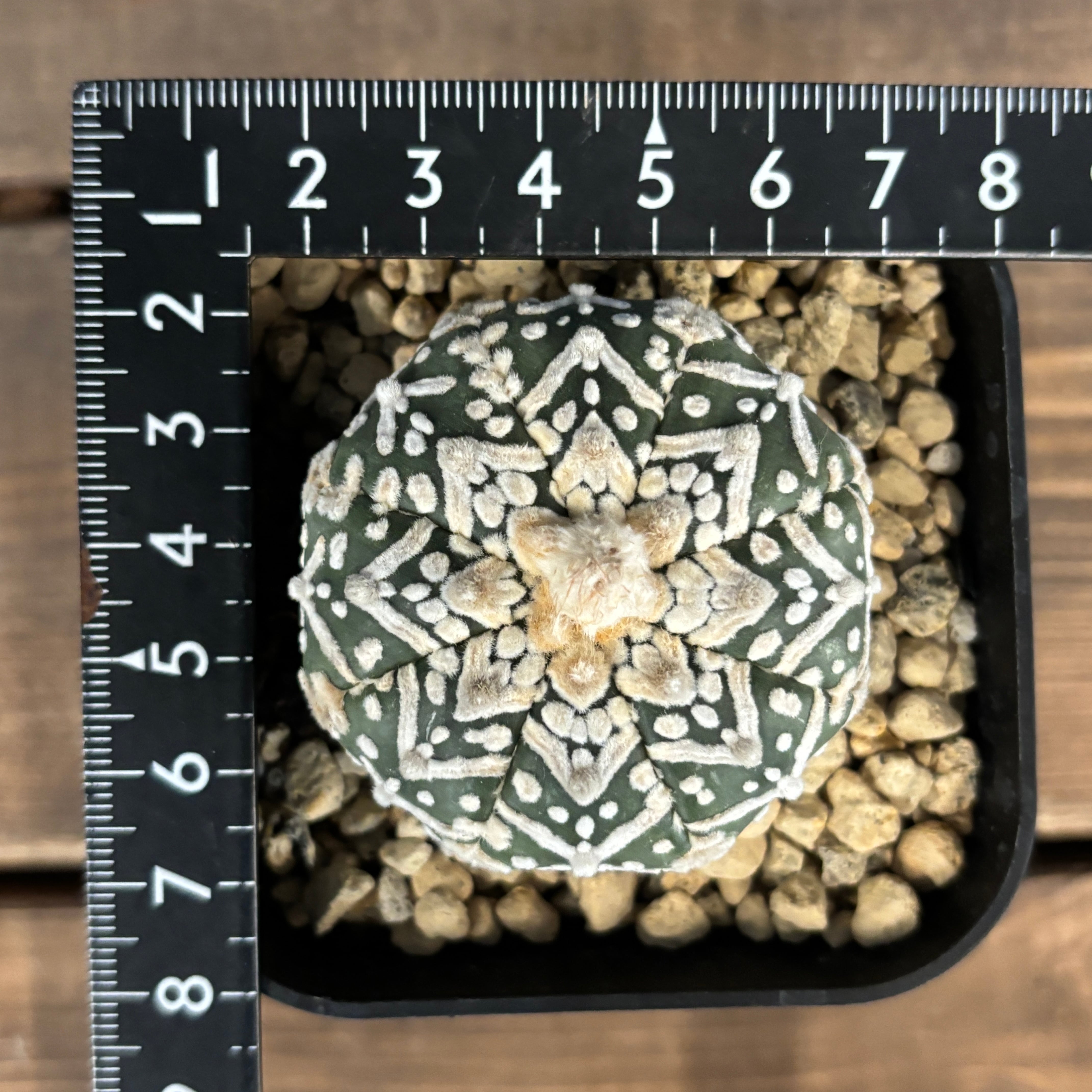 アストロフィツム スーパー兜 Vタイプ 4 fit=scale-down,w=1200