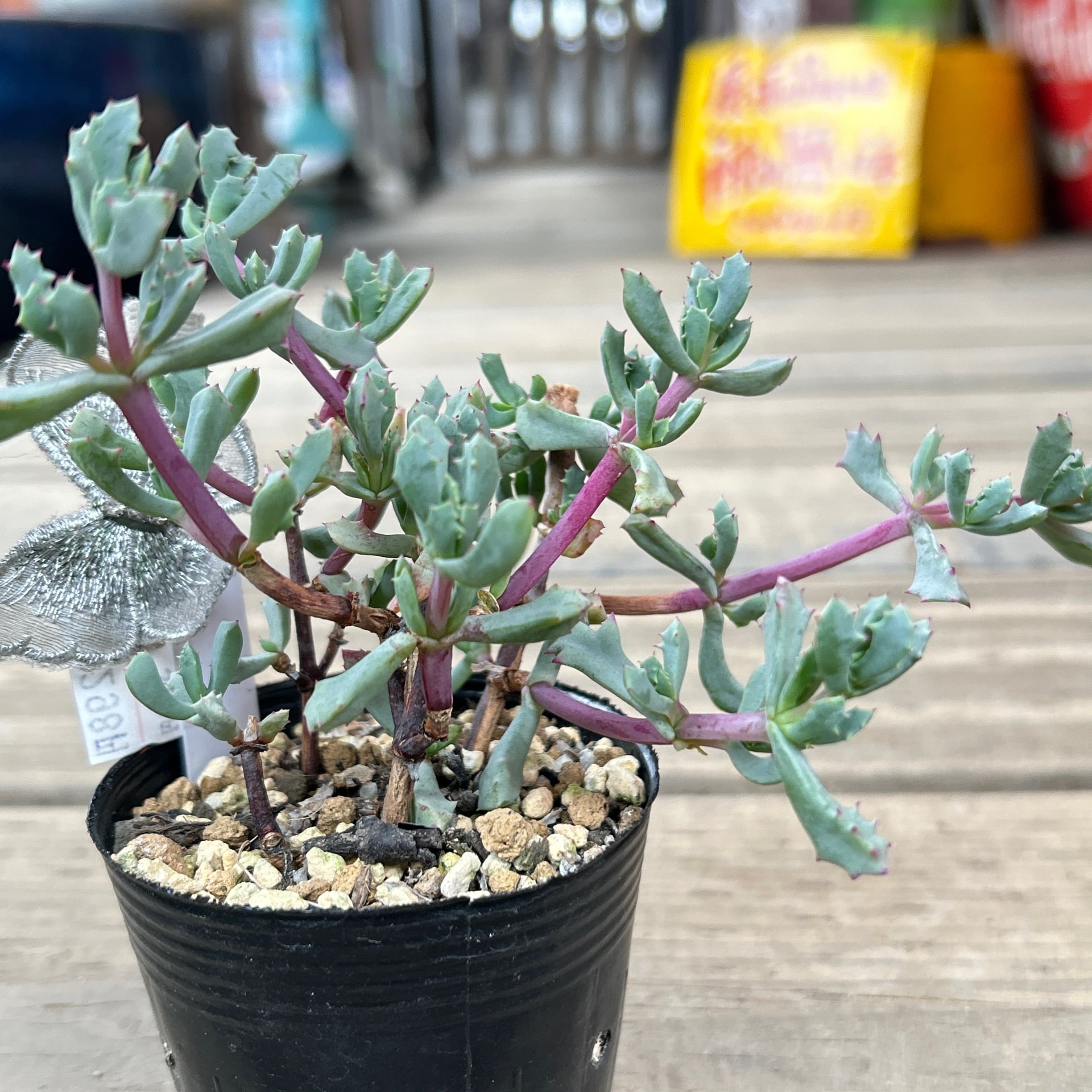琴爪菊 | RuPo 多肉植物専門店 琴爪菊 | RuPo 多肉植物専門店