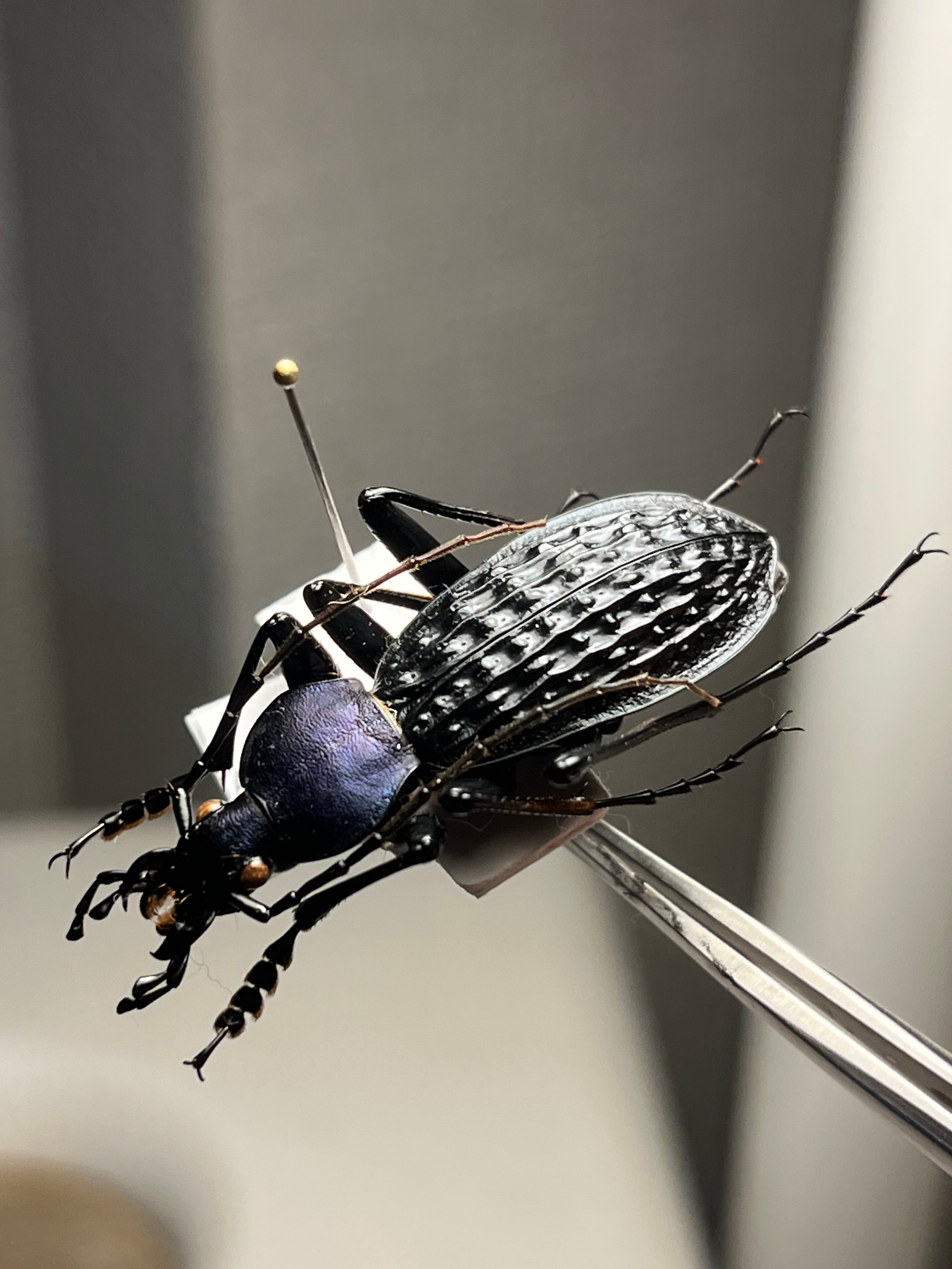 19mm】Pelidnota sumptuosa プラチナコガネ コガネムシ ハムシ