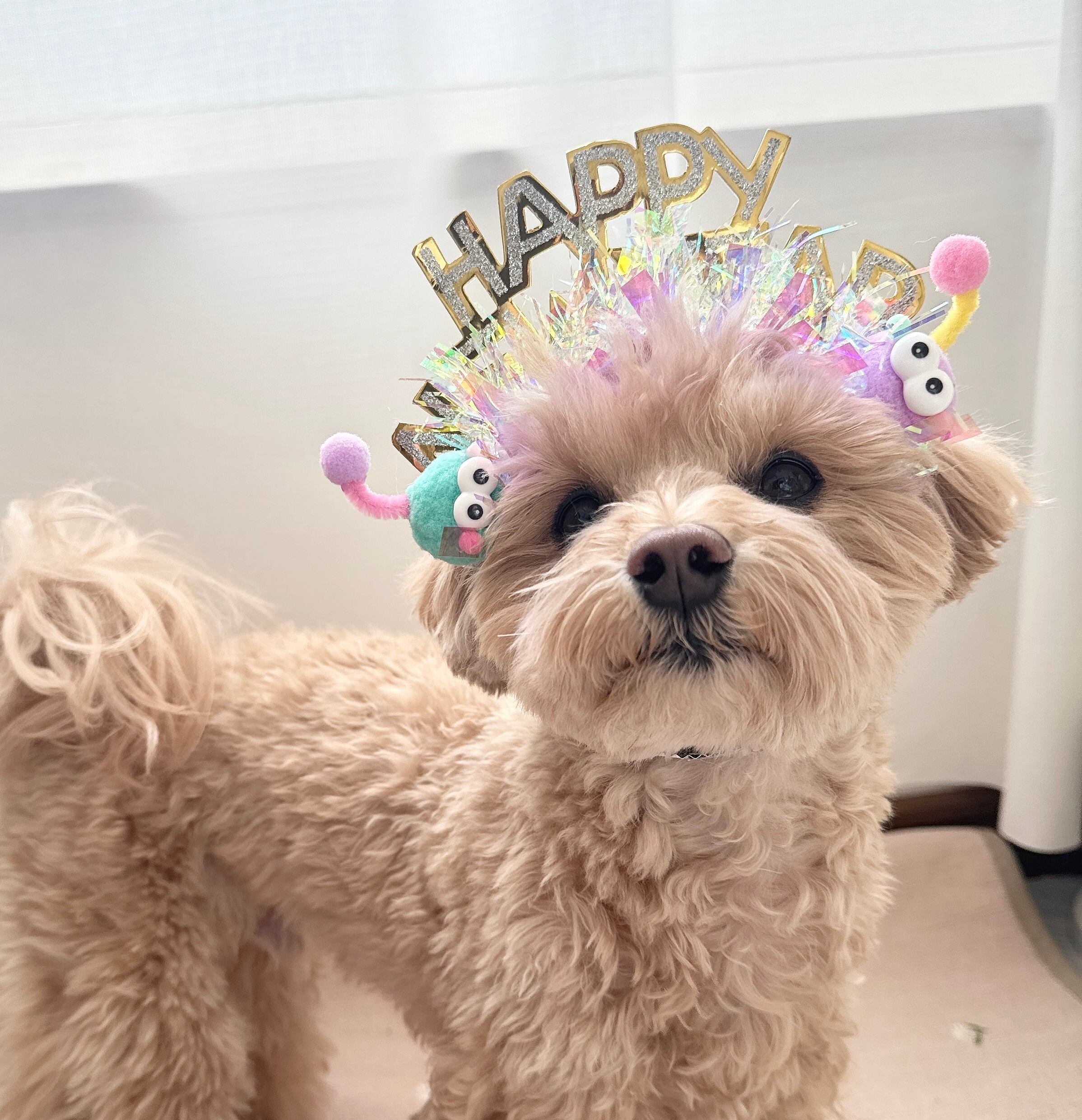 ハッピーニューイヤー*撮影用被り物