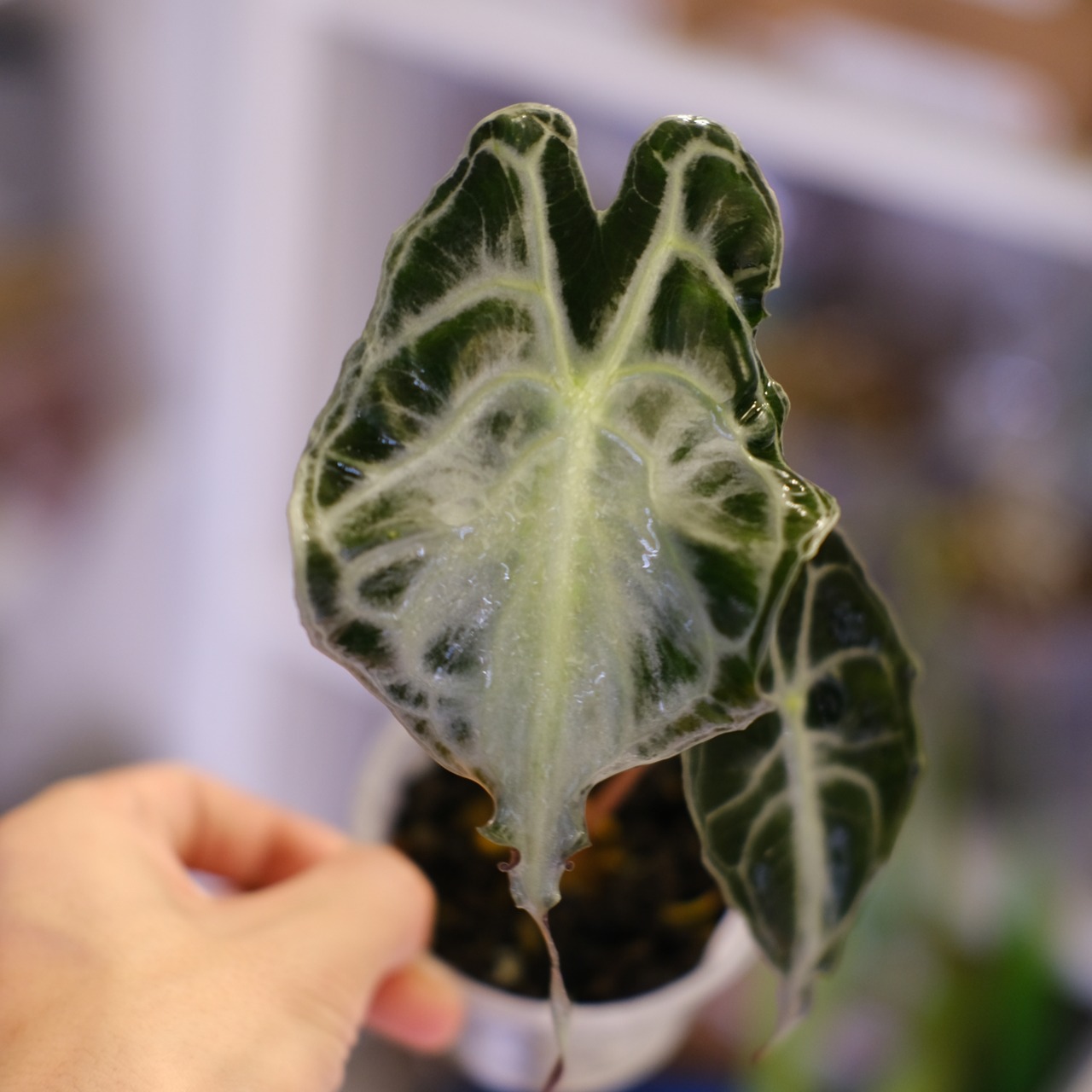 Alocasia ‘Venom’│アロカシア・ヴェノム⑥│観葉植物