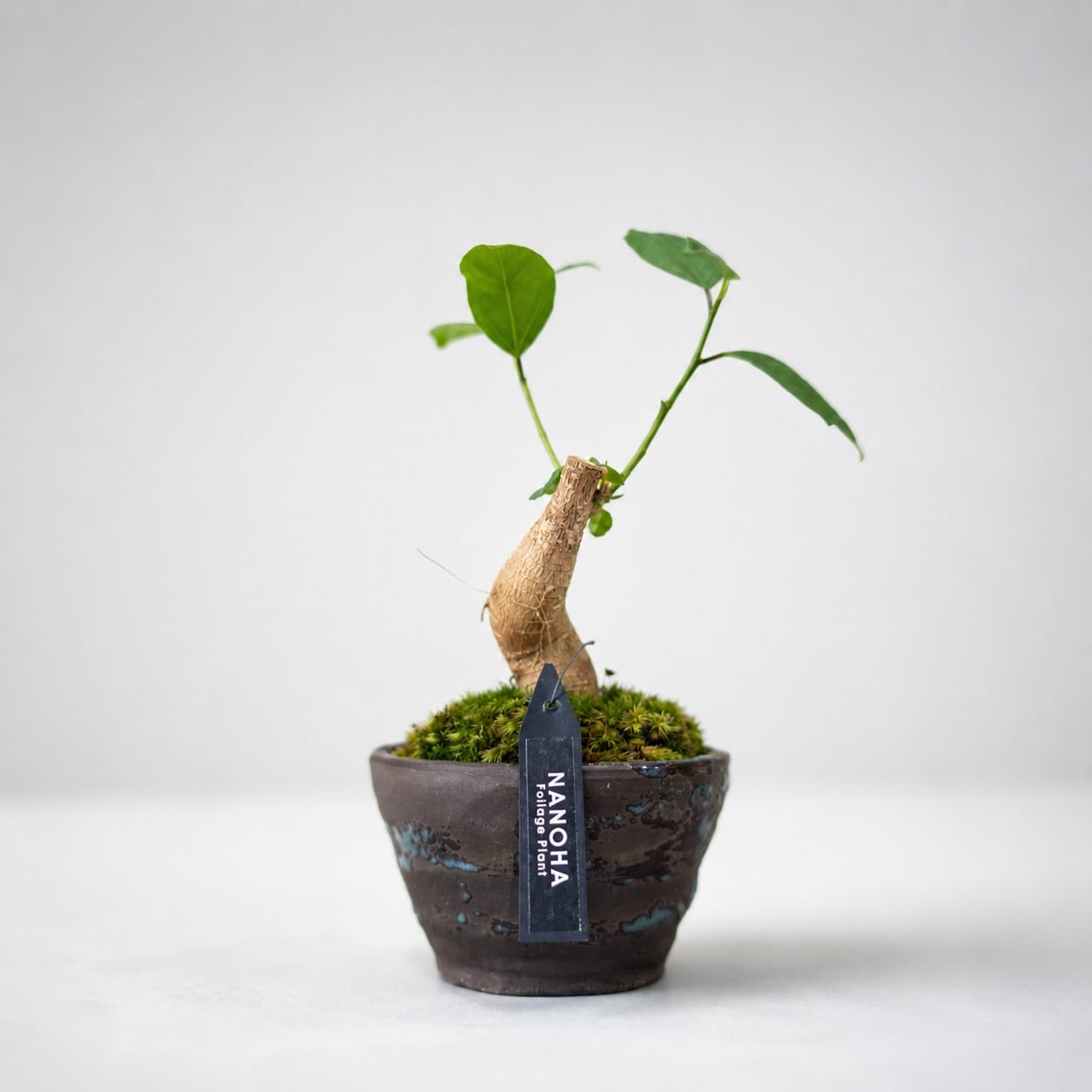 多幸の木」和風な鉢に植えられたお洒落なガジュマル | インテリア