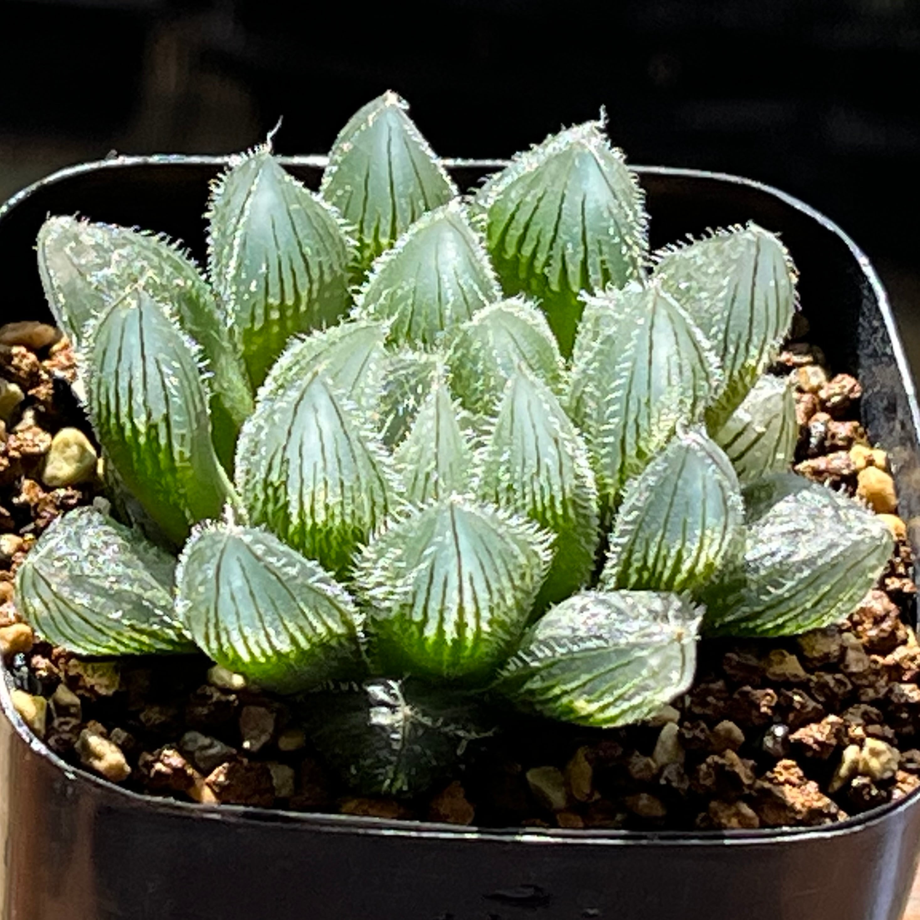 ベヌスタ系 | mocono_plants