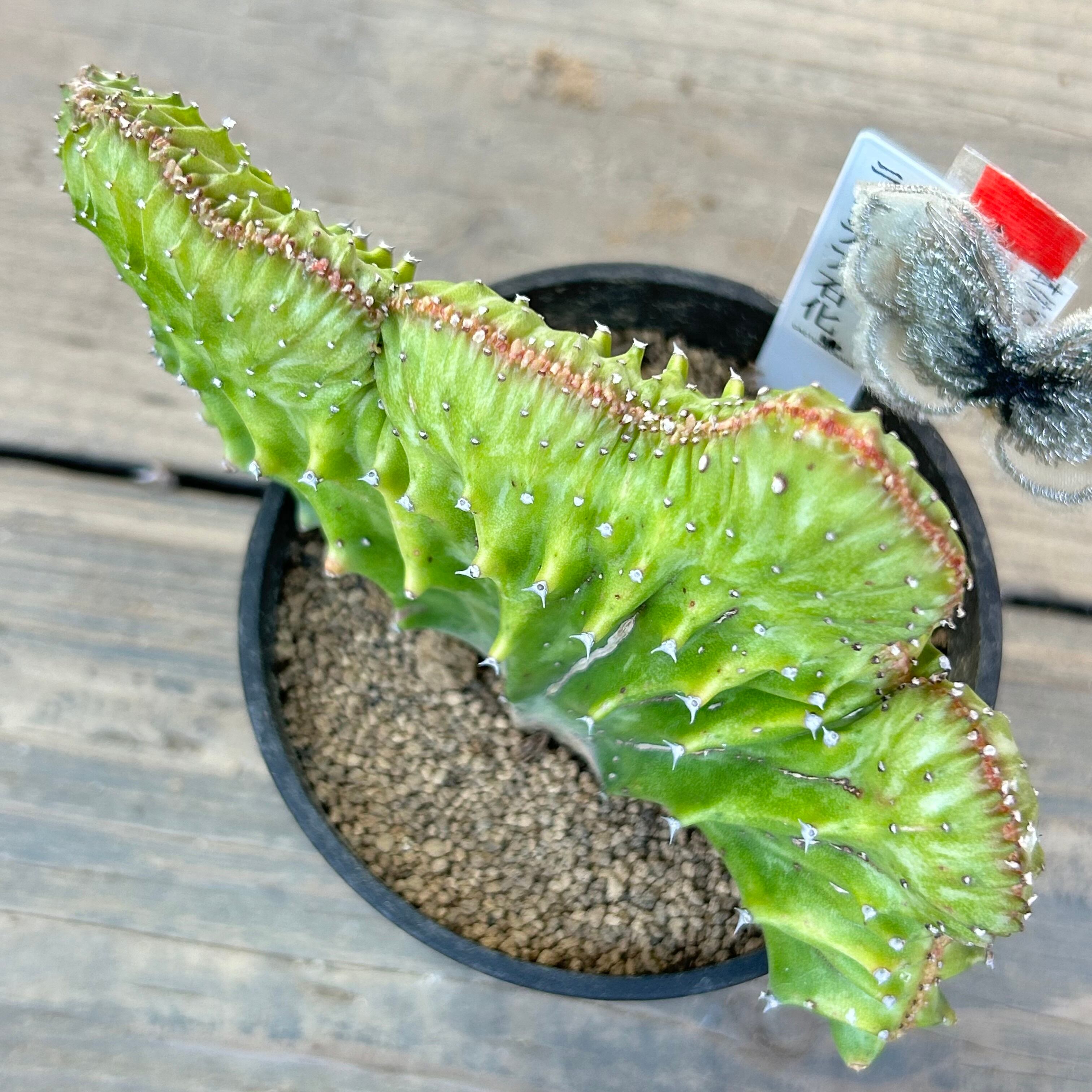 T) ユーフォルビア ラクテア石化 | RuPo 多肉植物専門店