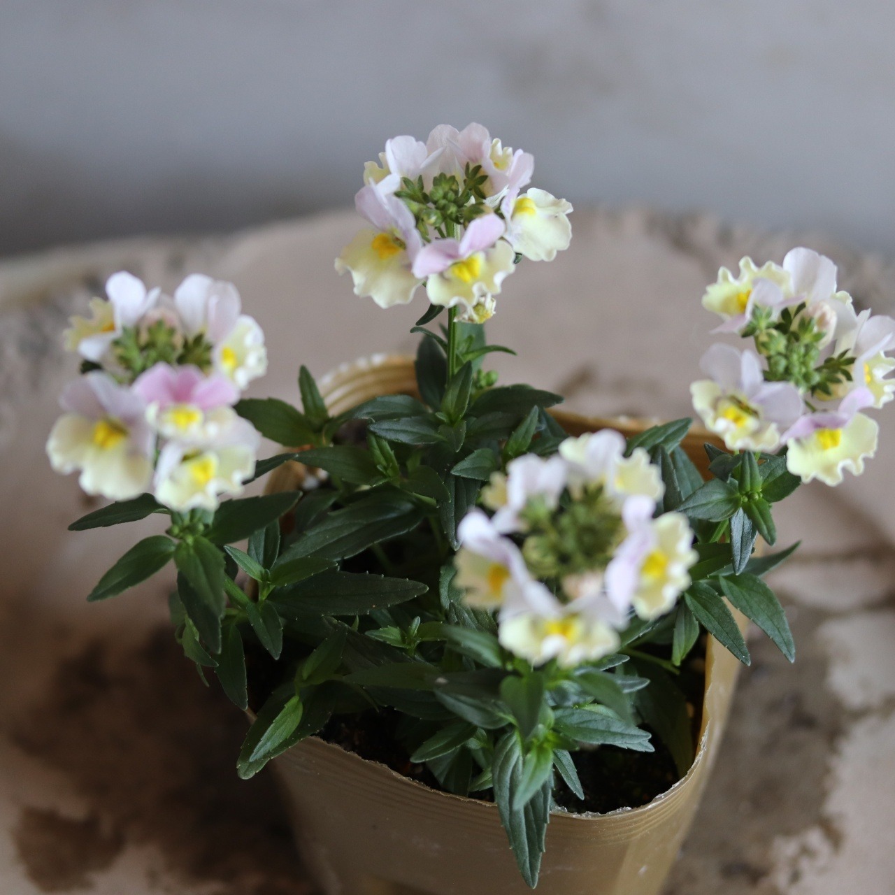 ネメシア　ピンクレモネード　花期が長い　宿根草　冬から春まで咲く　寄せ植えにオススメ　四季咲き