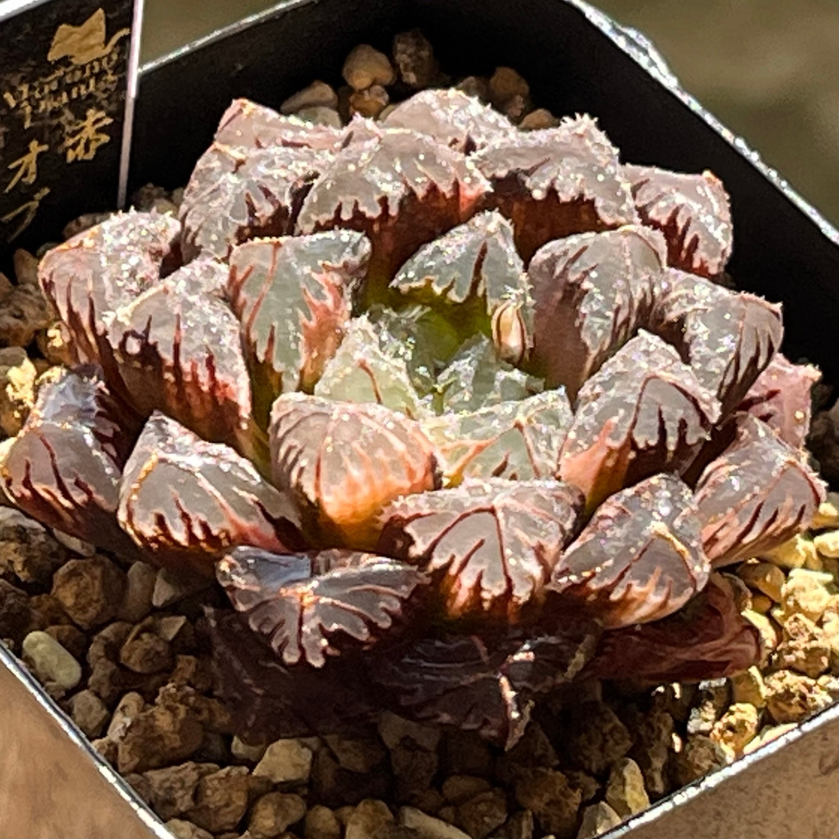 オブツーサ系 | mocono_plants