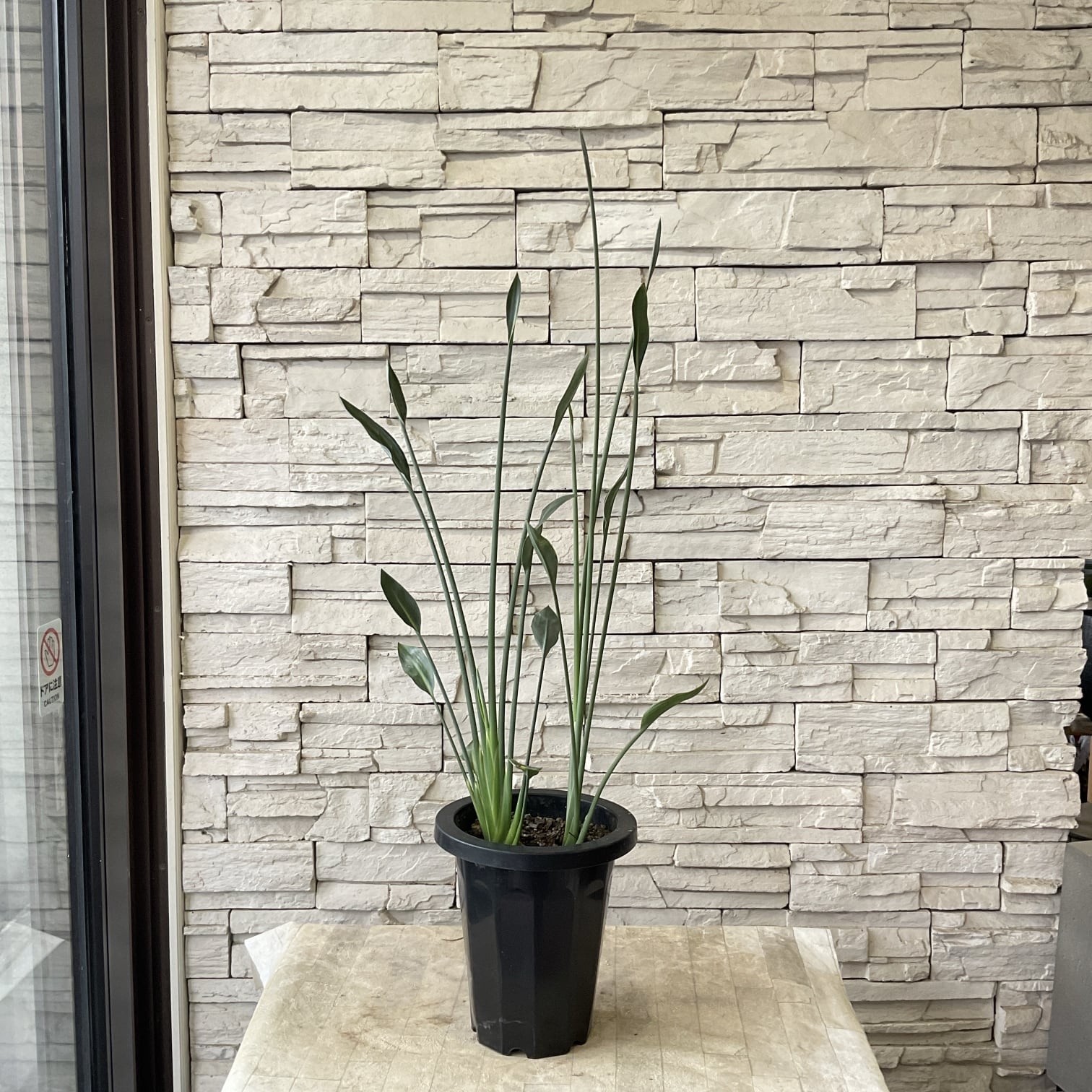 観葉植物 | 橋本種苗園