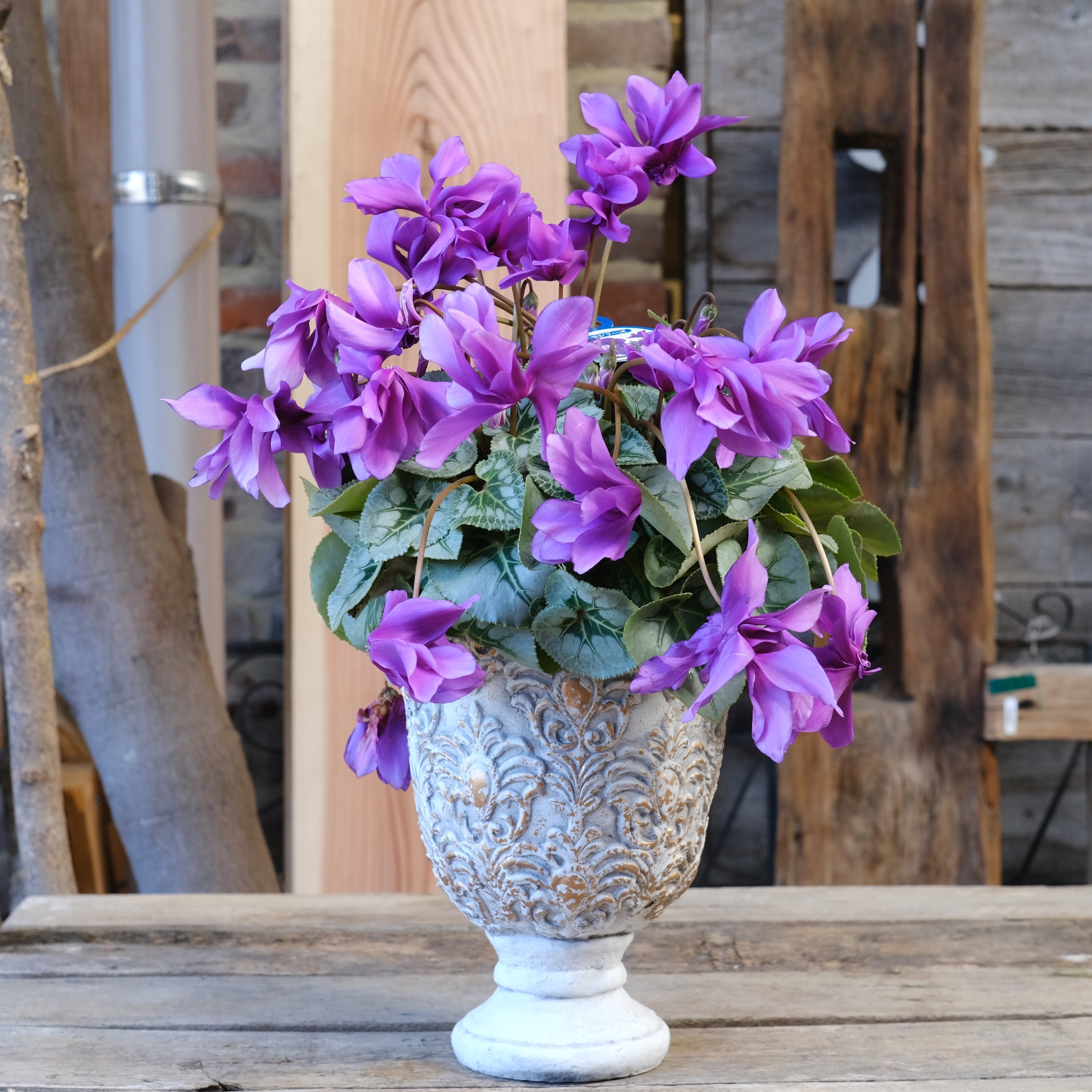 No, 8】ミニシクラメン チモシリーズ 八重《 枝垂れざき 》鉢なし