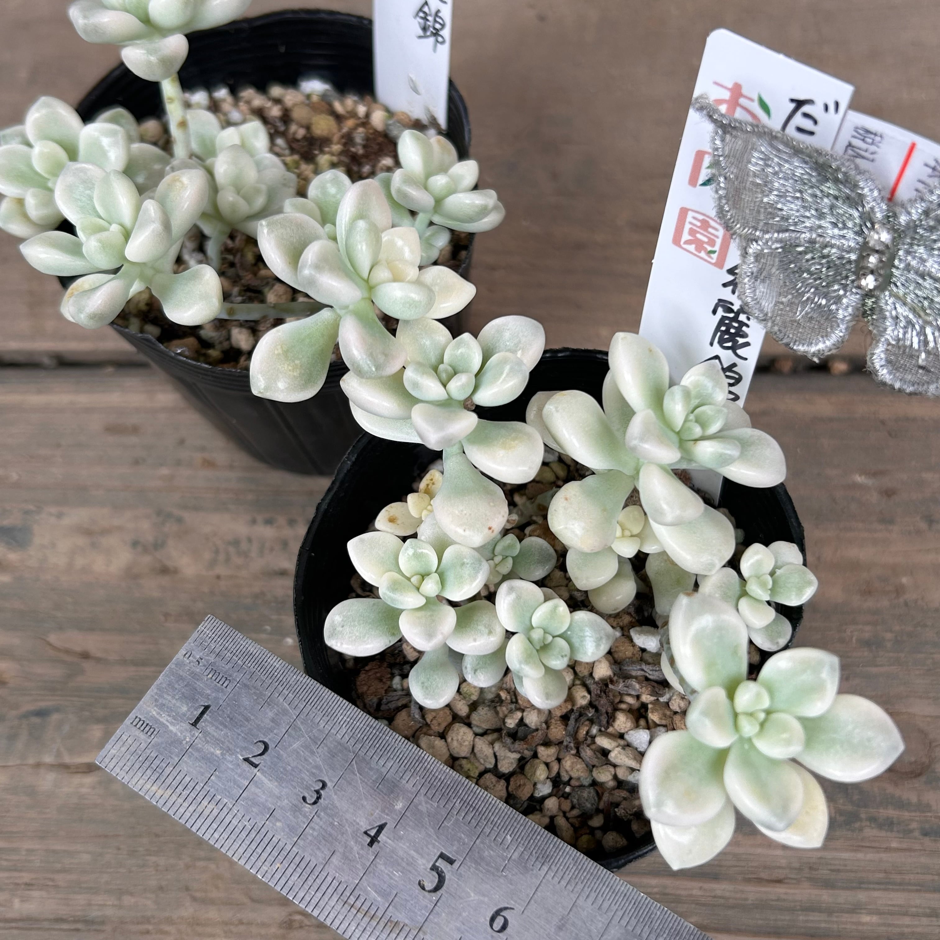 カツヲ釣針16号100土佐丹吉 最終大特価 おおきく 売買された 