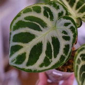 アンスリウム ドラヤキ × シルバーブラッシュ / Anthurium Dorayaki × A. Silver brush⑲/観葉植物