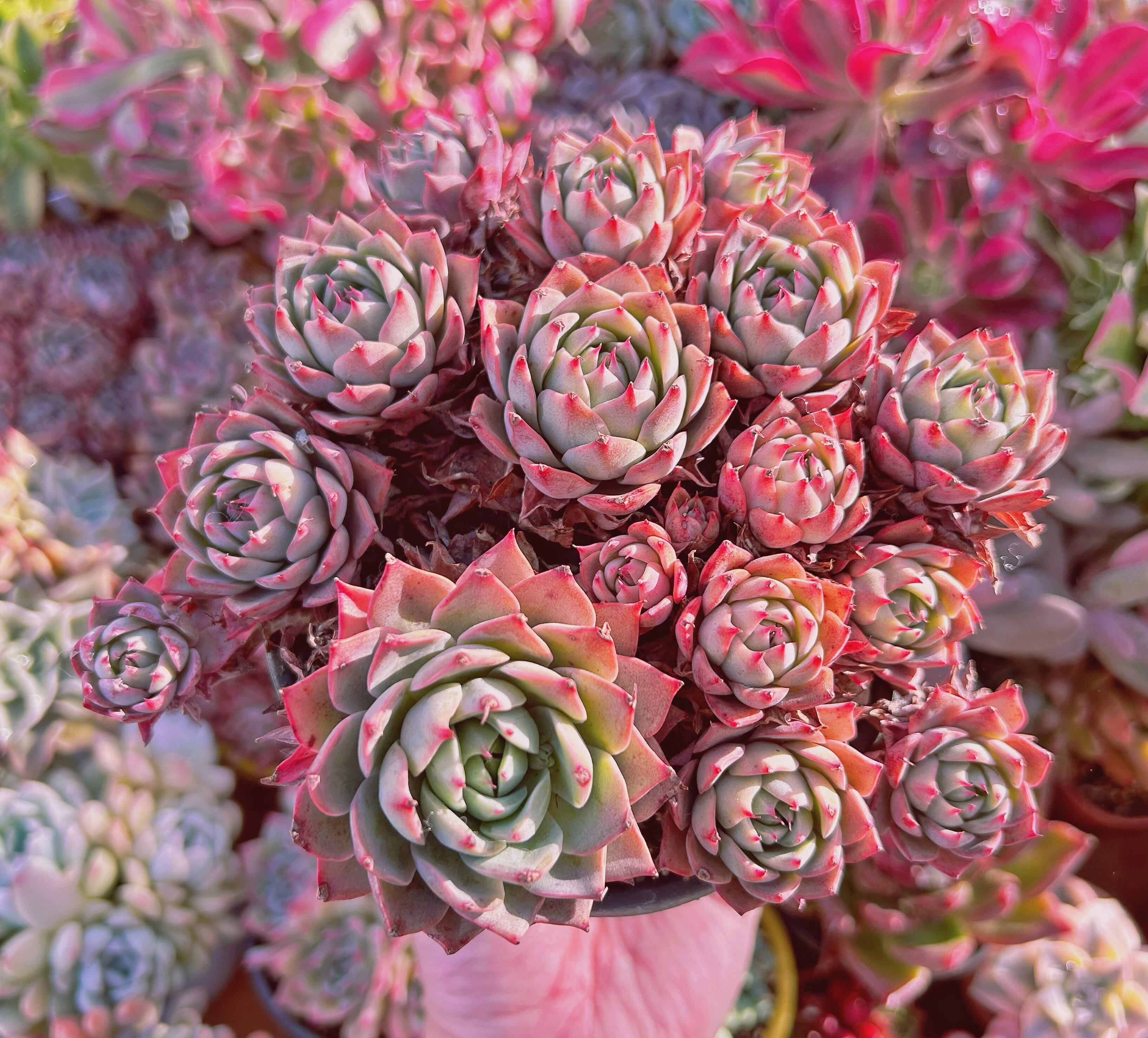 #779現物　多肉植物　新品種　リンゼアナ　特大