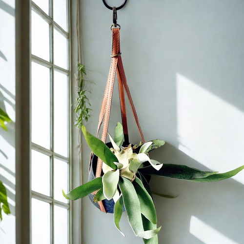 一点物 ビカクシダ・ヴィーチー レザー調ハンギング × アートストーンポット