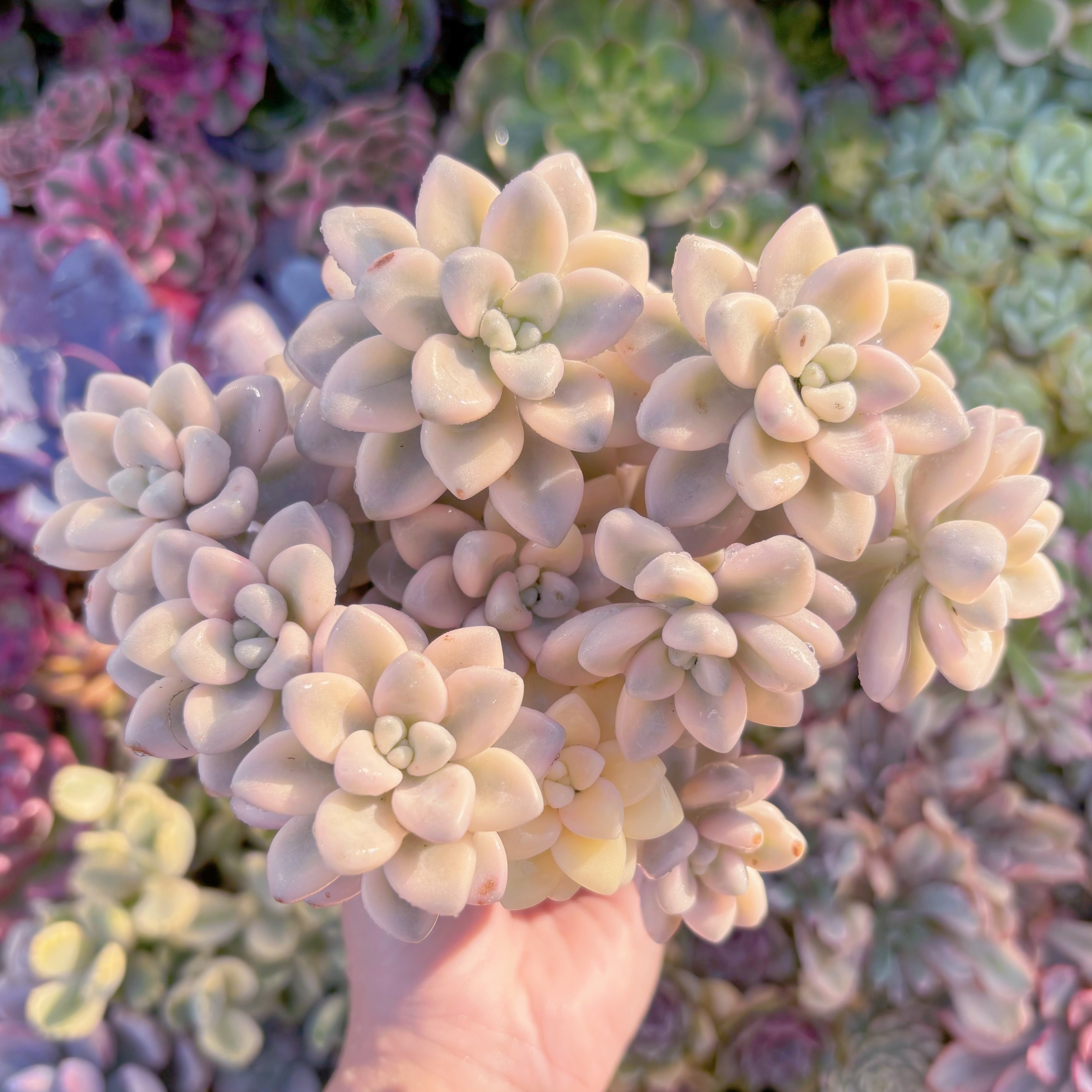 現品　エレン錦#664　大群生　直径約16cm　在庫僅少　るる農園